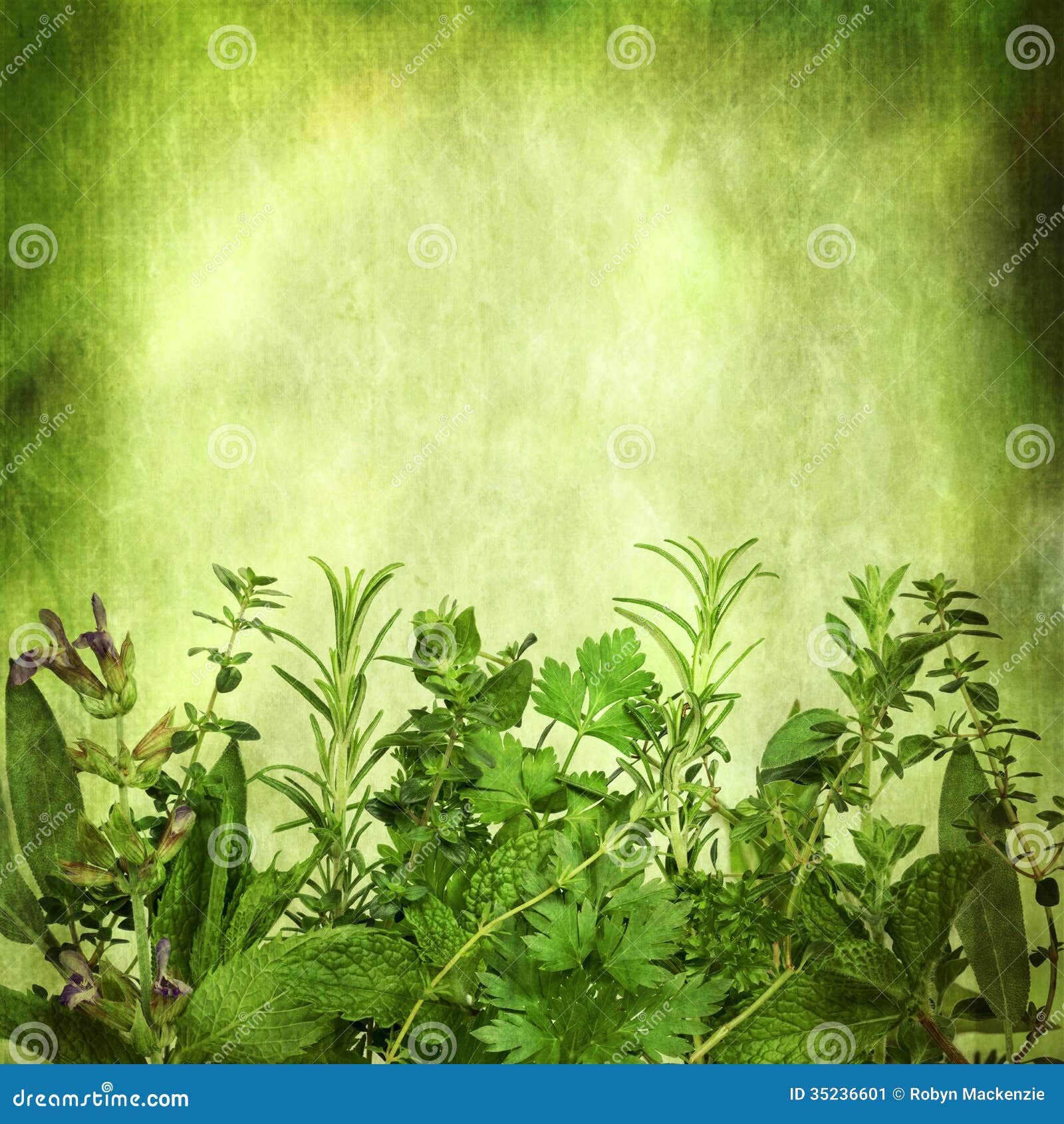 Herbal Background with Grunge Effects Stock Image - Image of coriander, parchment: 35236601 Herbal Background with Grunge Effects Stock Image - Image of coriander, parchment: 35236601