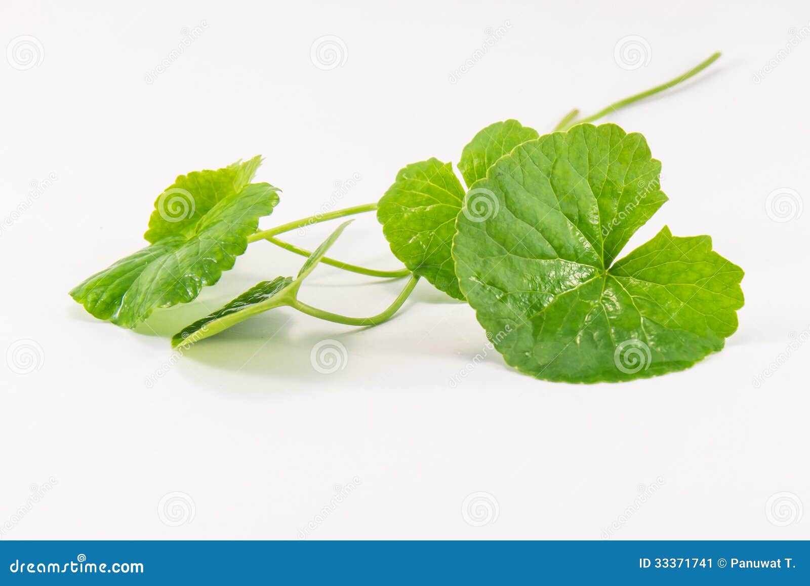 herbal centella asiatica