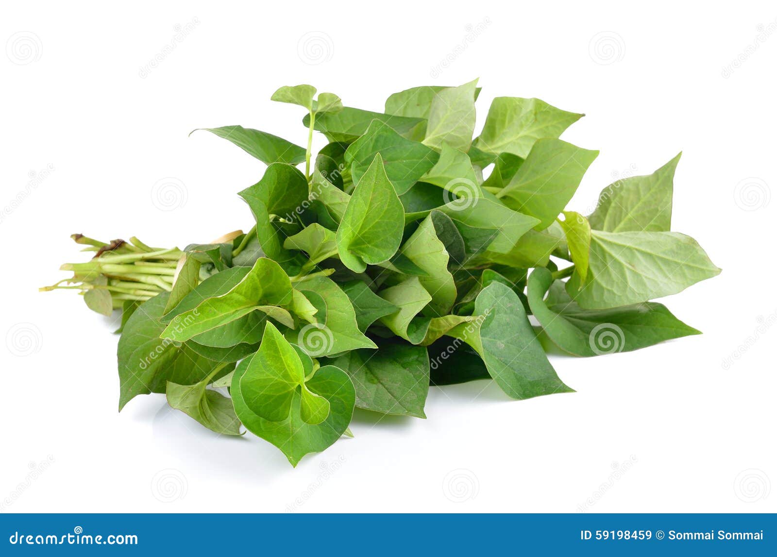 7,804 Fish Mint Stock Photos Free & RoyaltyFree Stock Photos from