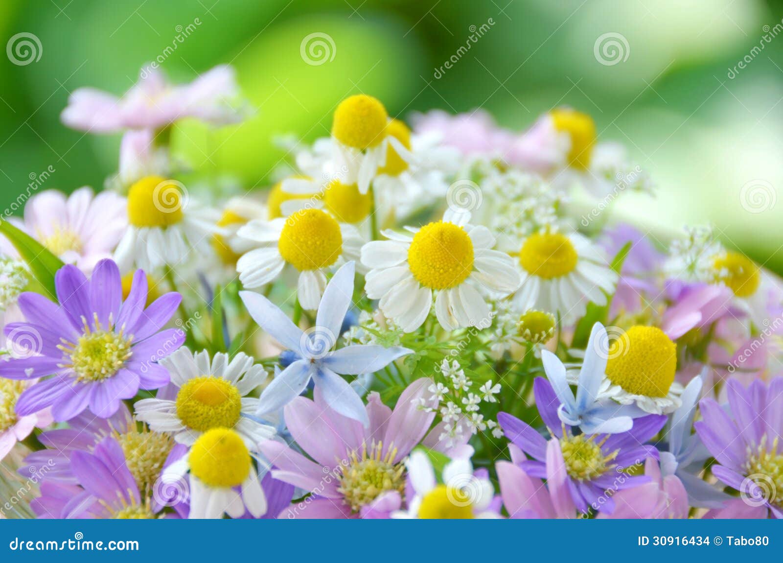 Herbal flowers stock photo. Image of herb, flower, garden 30916434