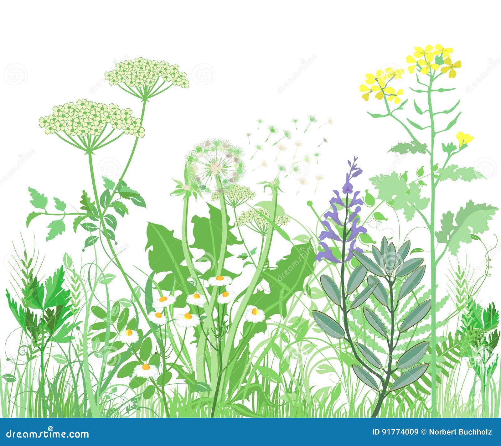 Herbal illustration stock vector. Illustration of herbs 91774009