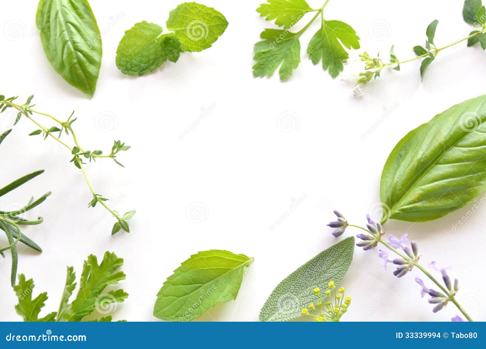 Herbal leaves stock photo. Image of oregano, background 33339994