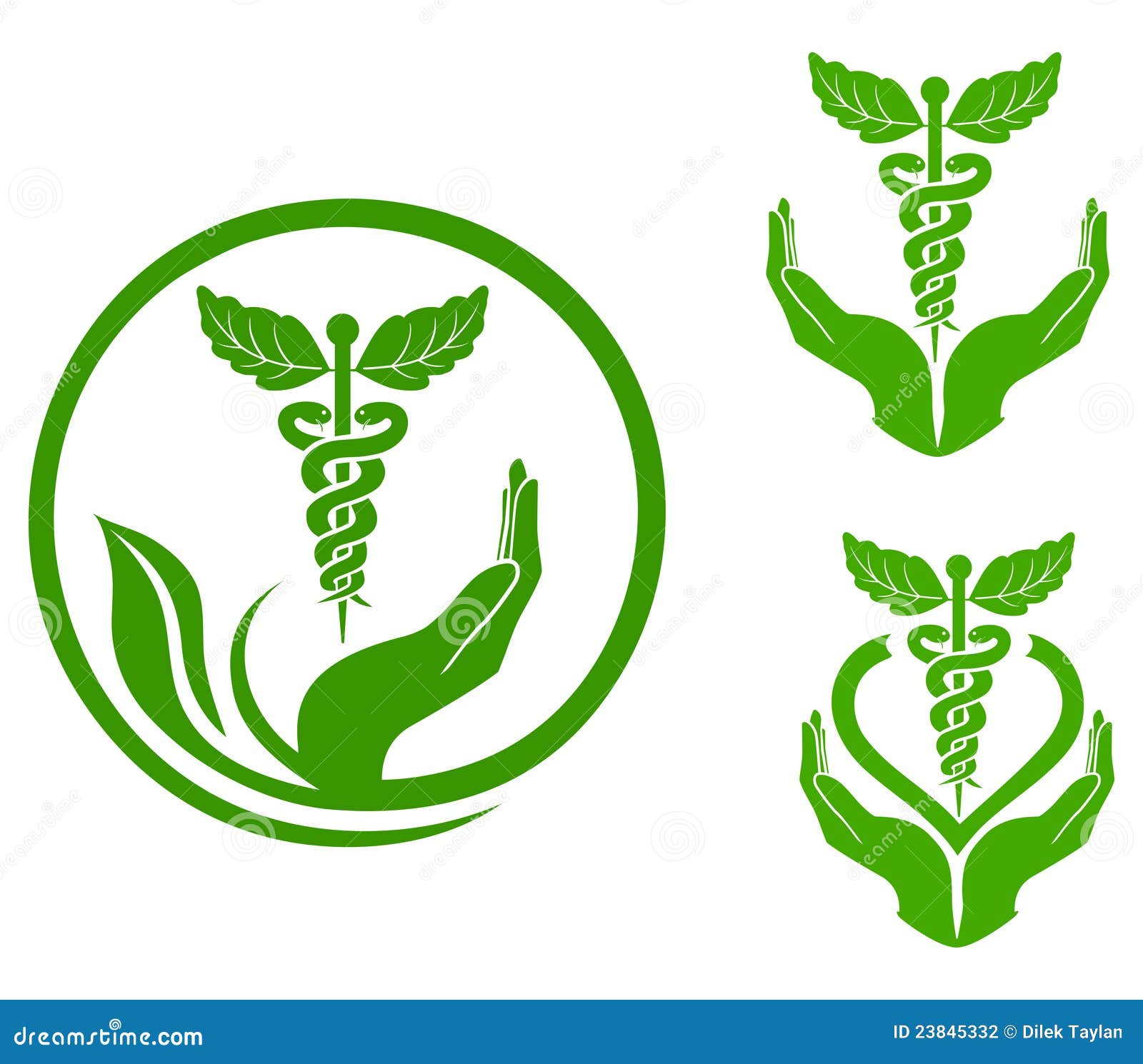 download plant stems physiology and