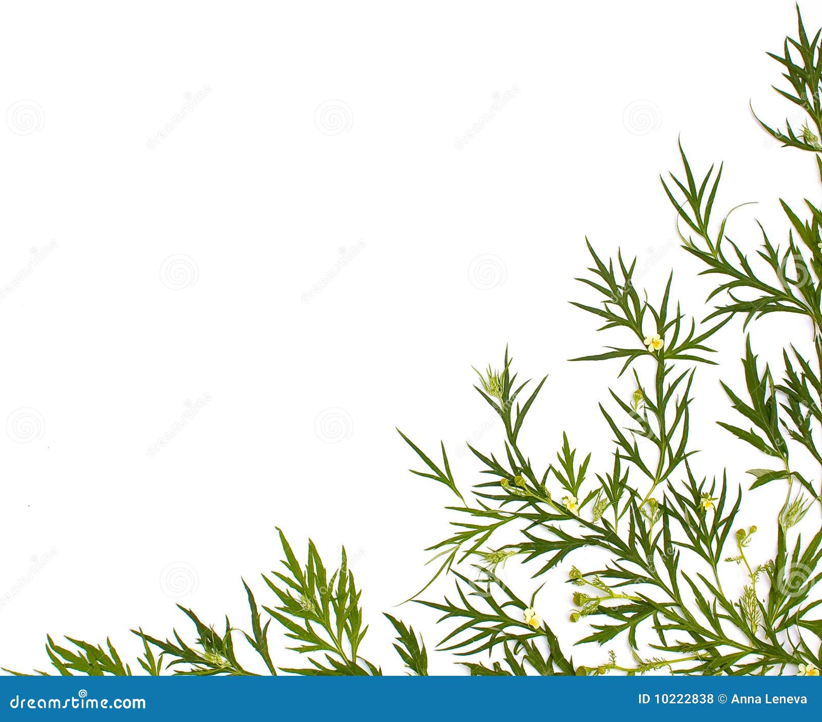 Herbal medicine background stock photo. Image of herb - 10222838