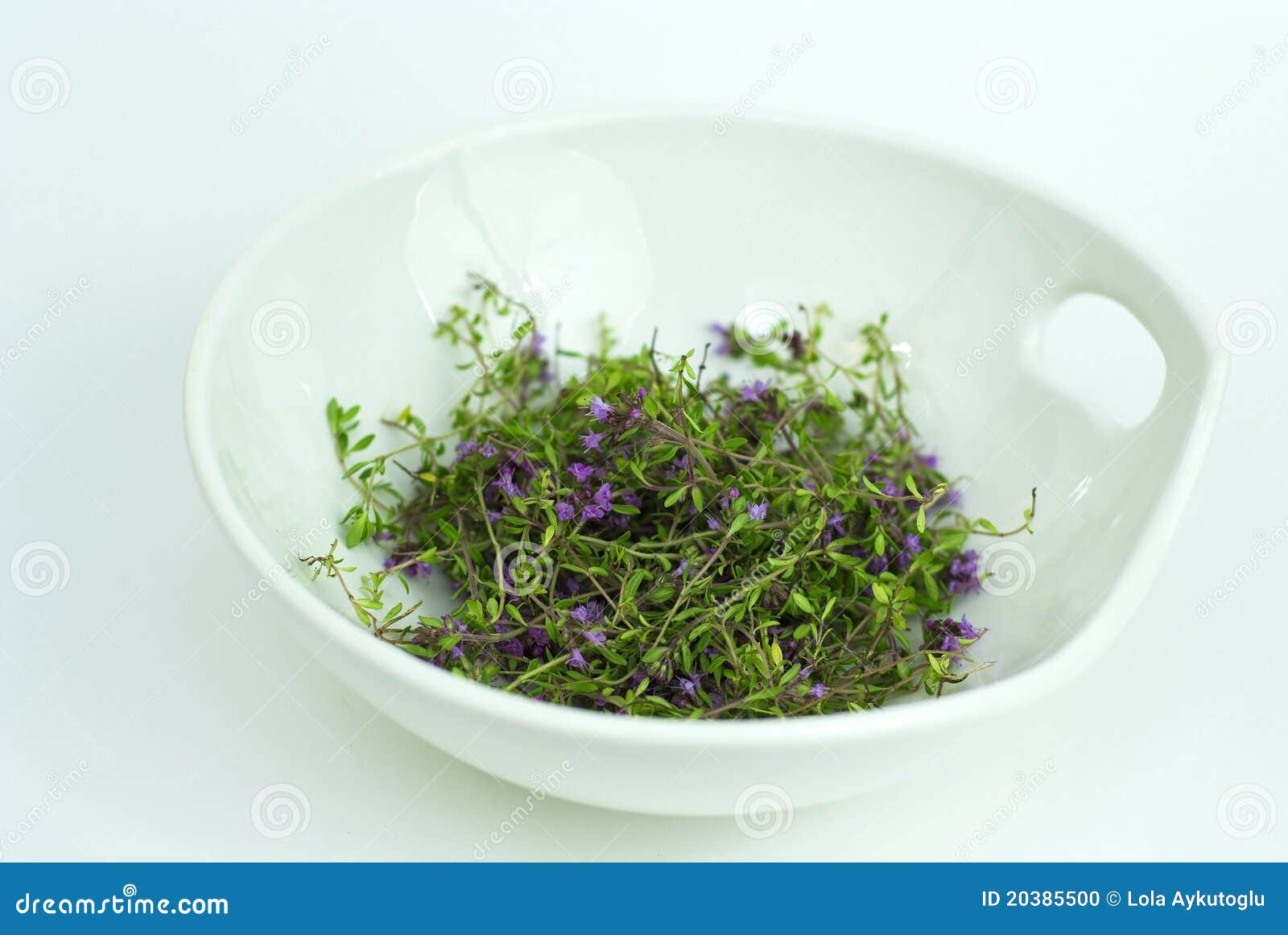 Herbal Medicine,forest Thyme on White Bowl Stock Photo Image of spring, herb 20385500
