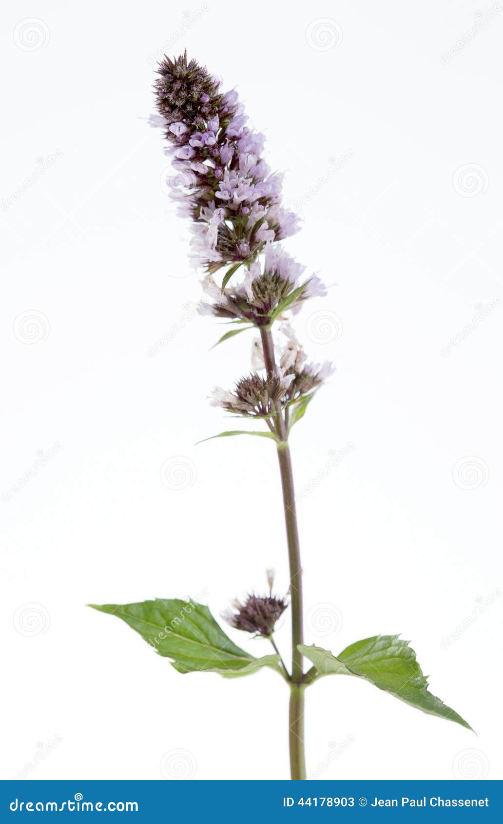 spear mint seeds spear mint seeds
