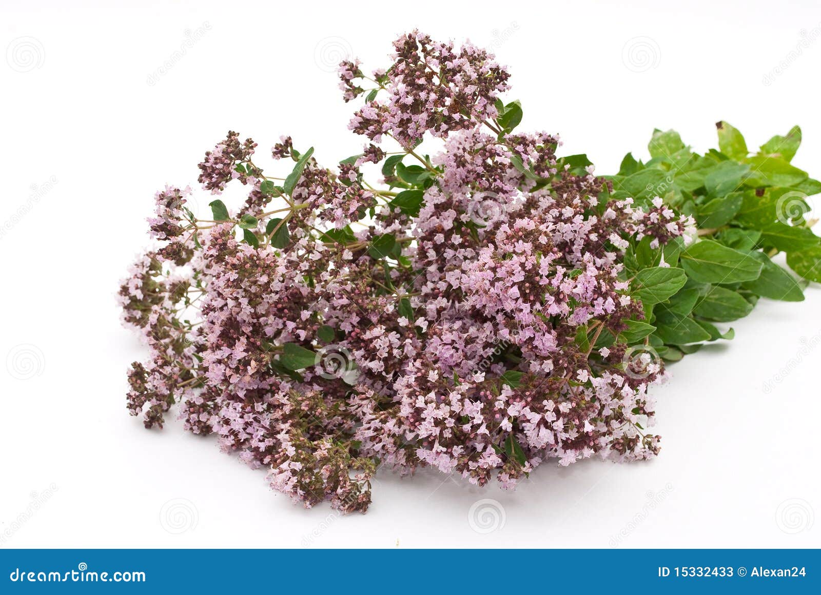 Herbal stock image. Image of green, natural 15332433