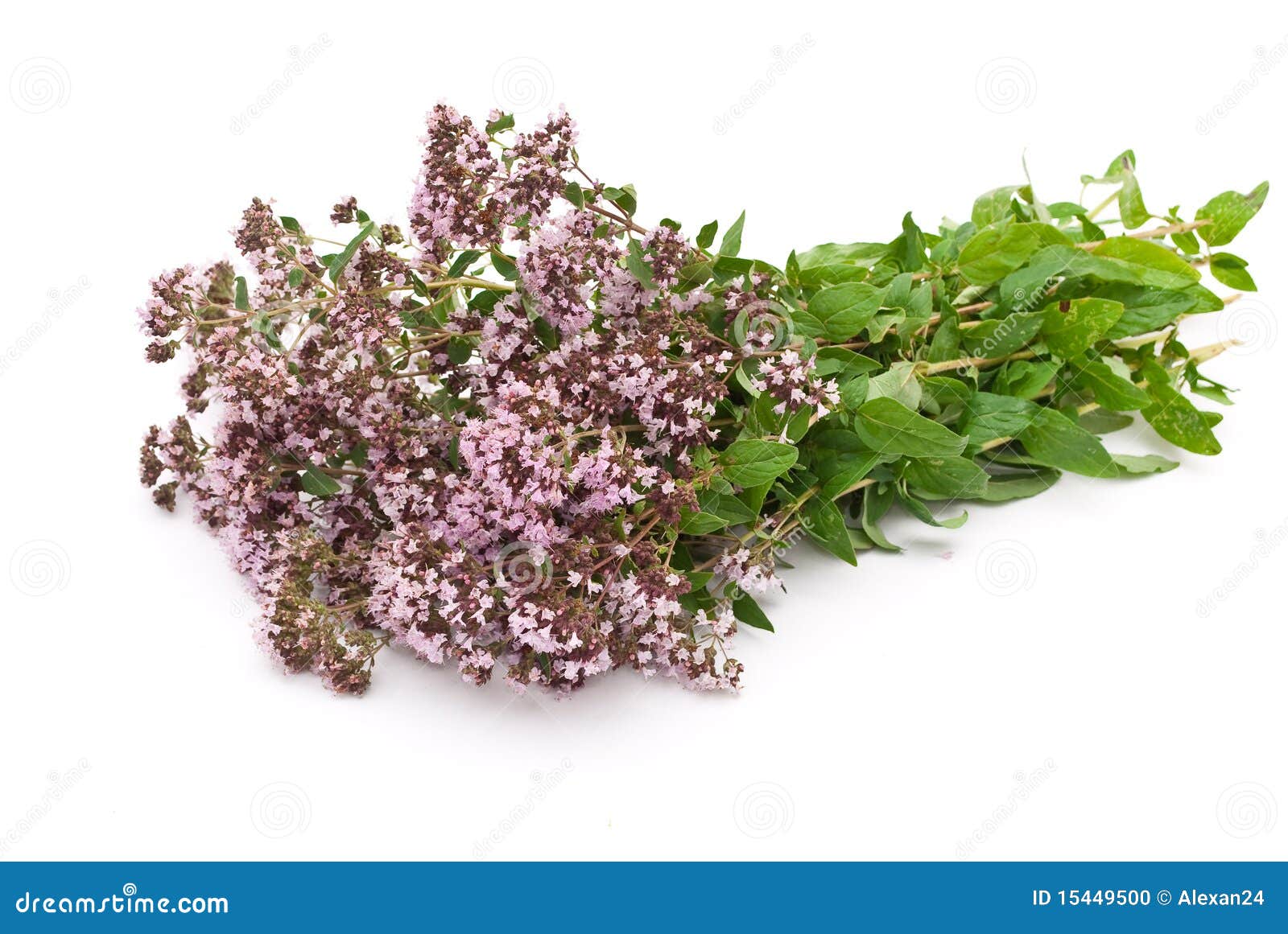 Herbal stock photo. Image of blossom, macro 15449500