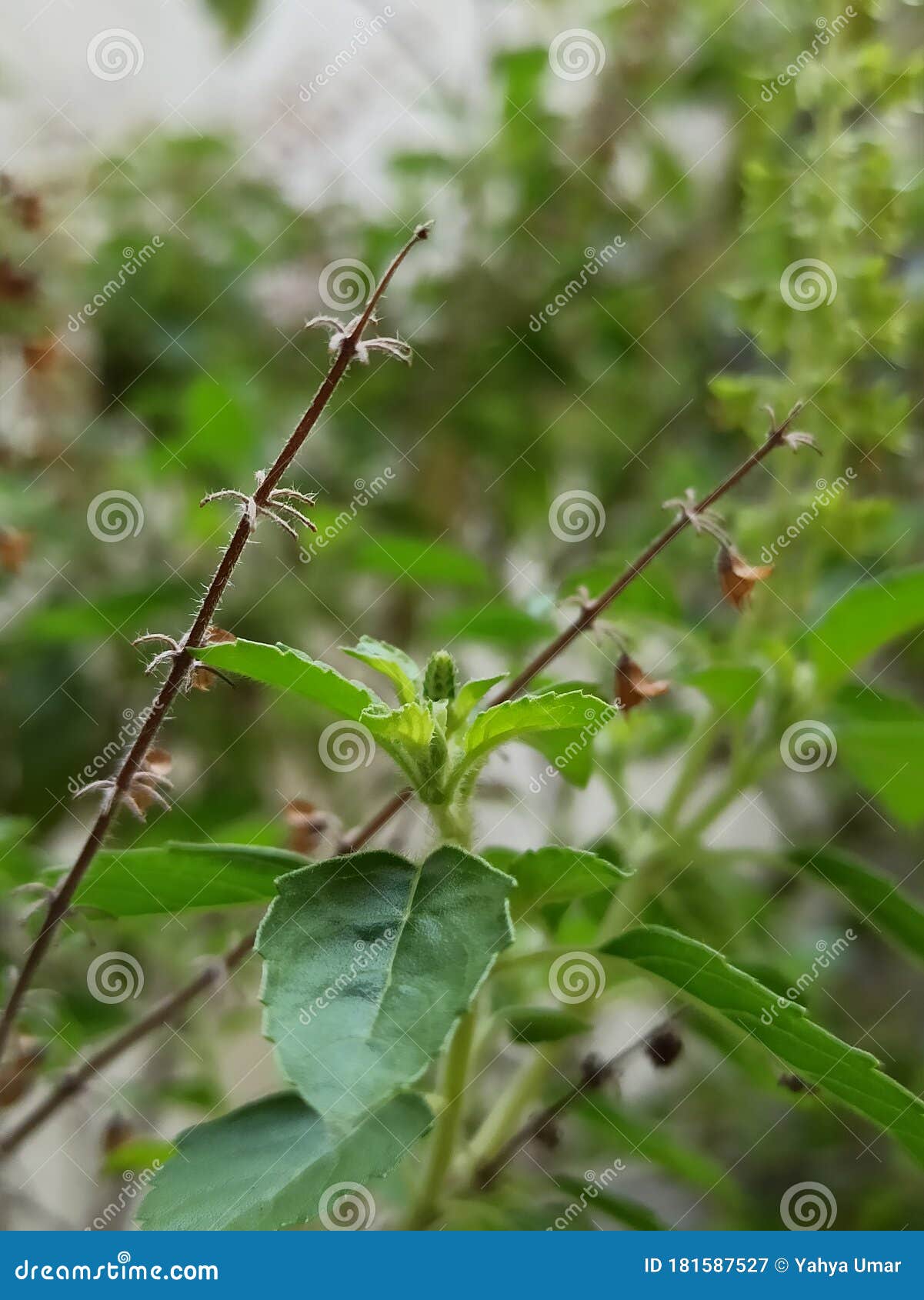 Herbal plant leaves stock image. Image of health, leaves 181587527