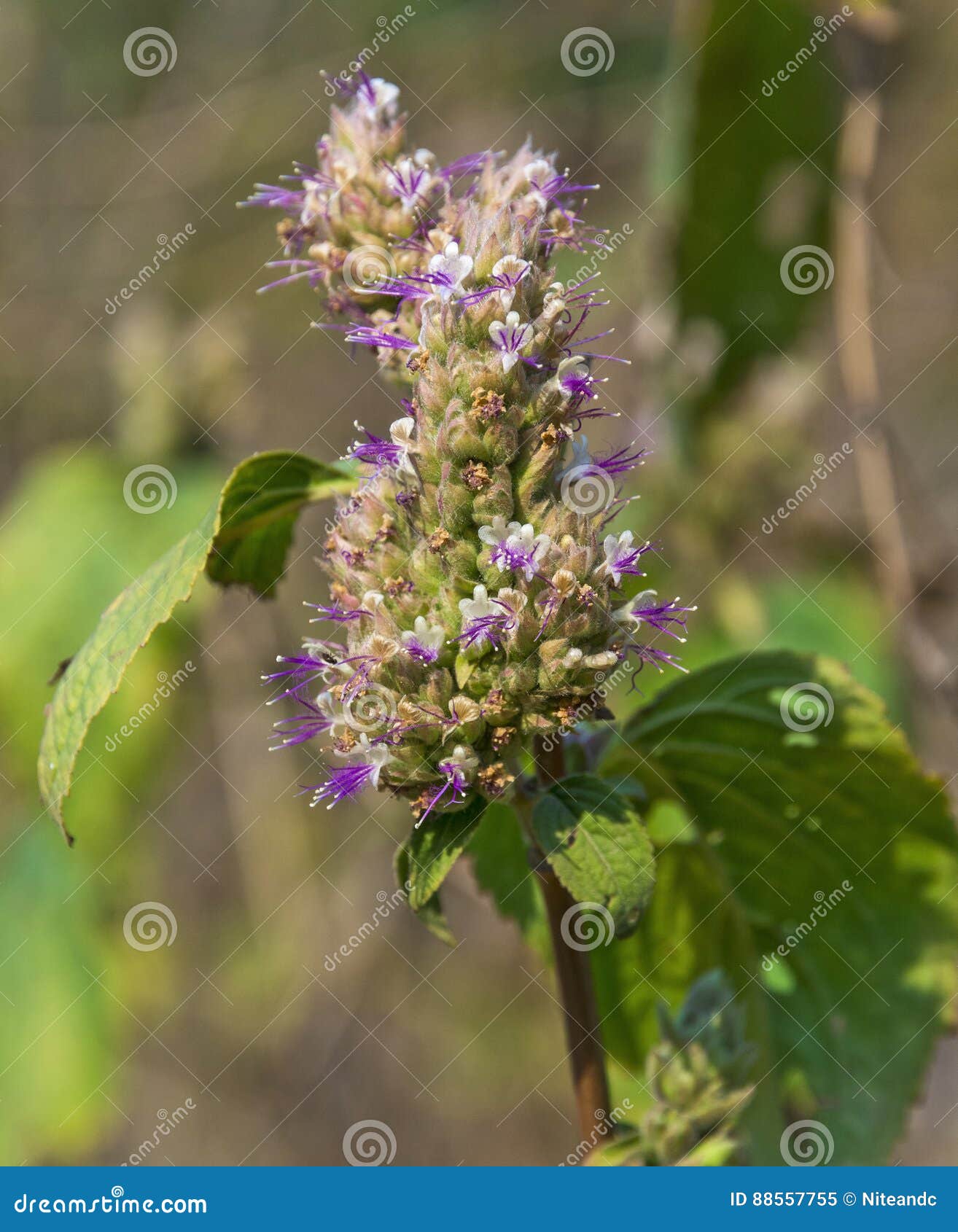 Herbal plant stock image. Image of flowers, purple, bunch 88557755