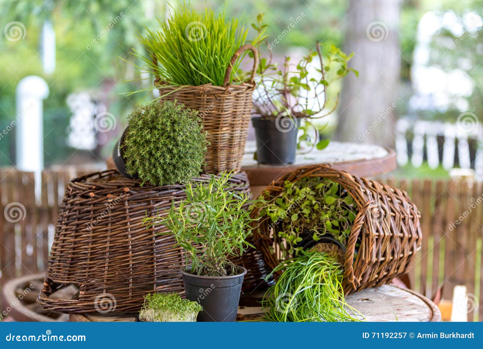 Herbal set in baskets stock image. Image of agriculture 71192257
