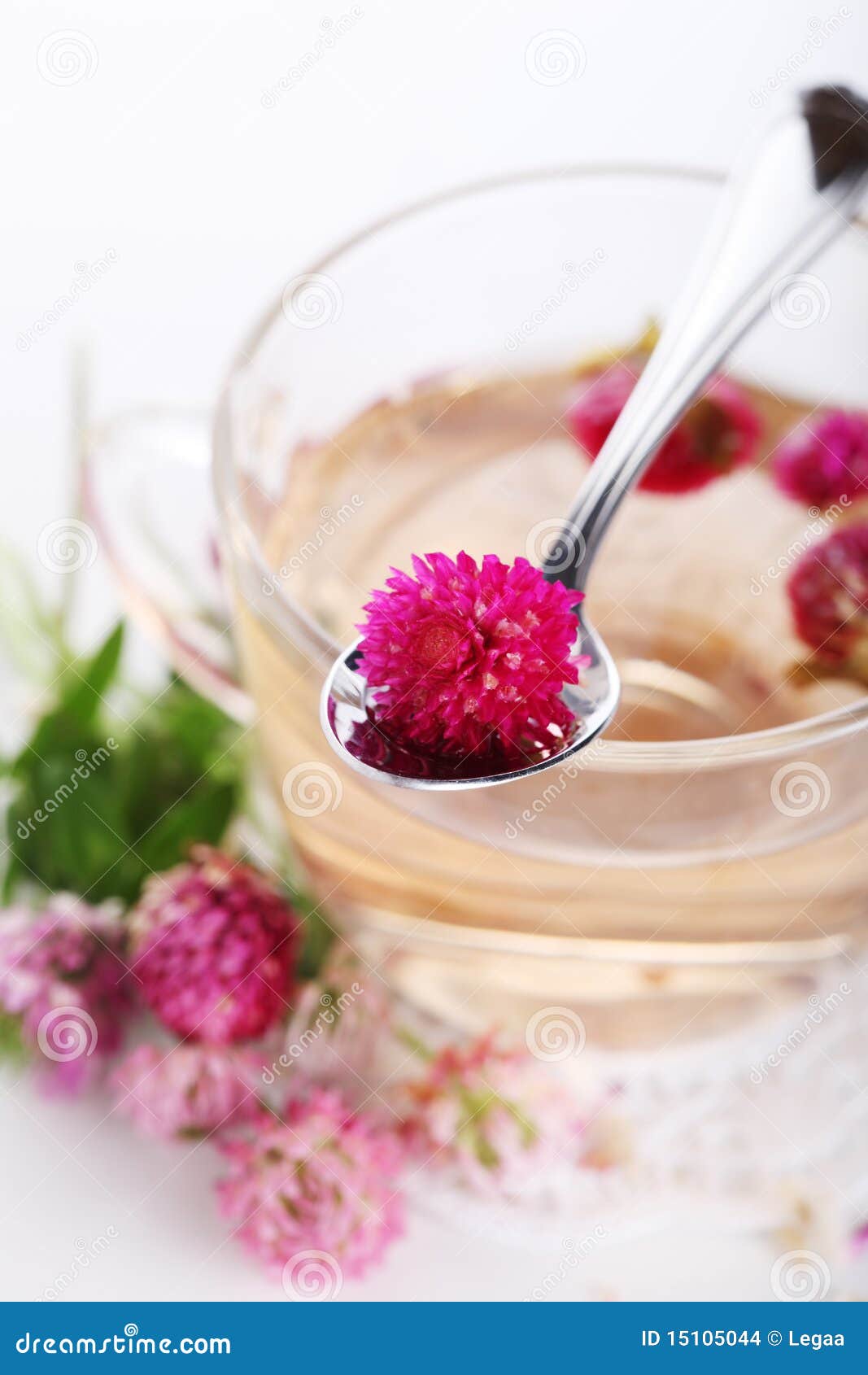 Herbal Tea with Clover Flower Stock Photo Image of chinese, health