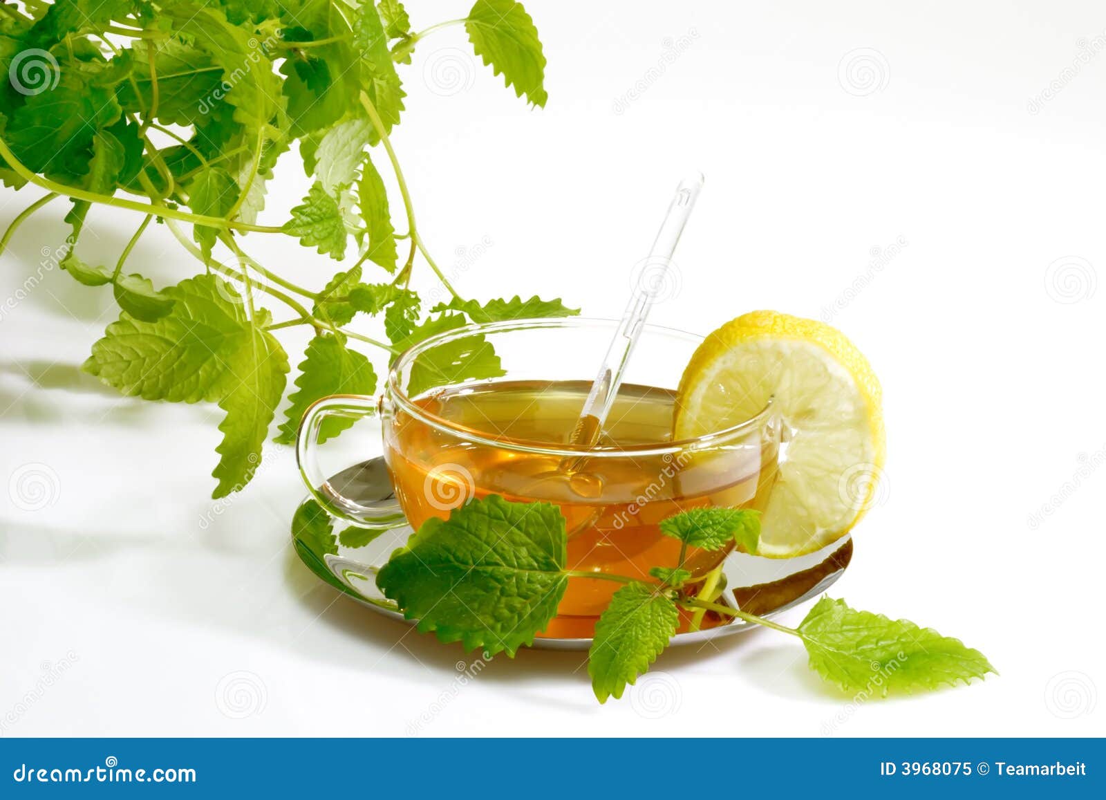Herbal Tea With Lemon Balm Leaves Stock Image Image of beverage