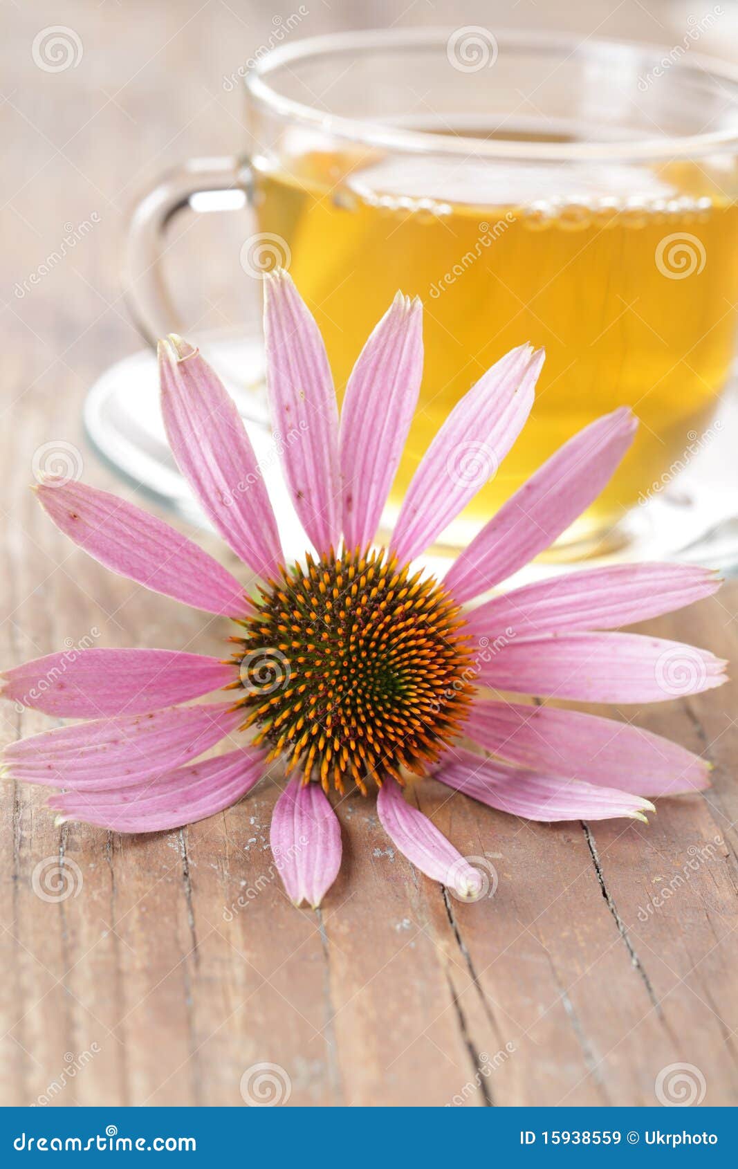 Herbal Tea and Purple Coneflower Stock Image Image of