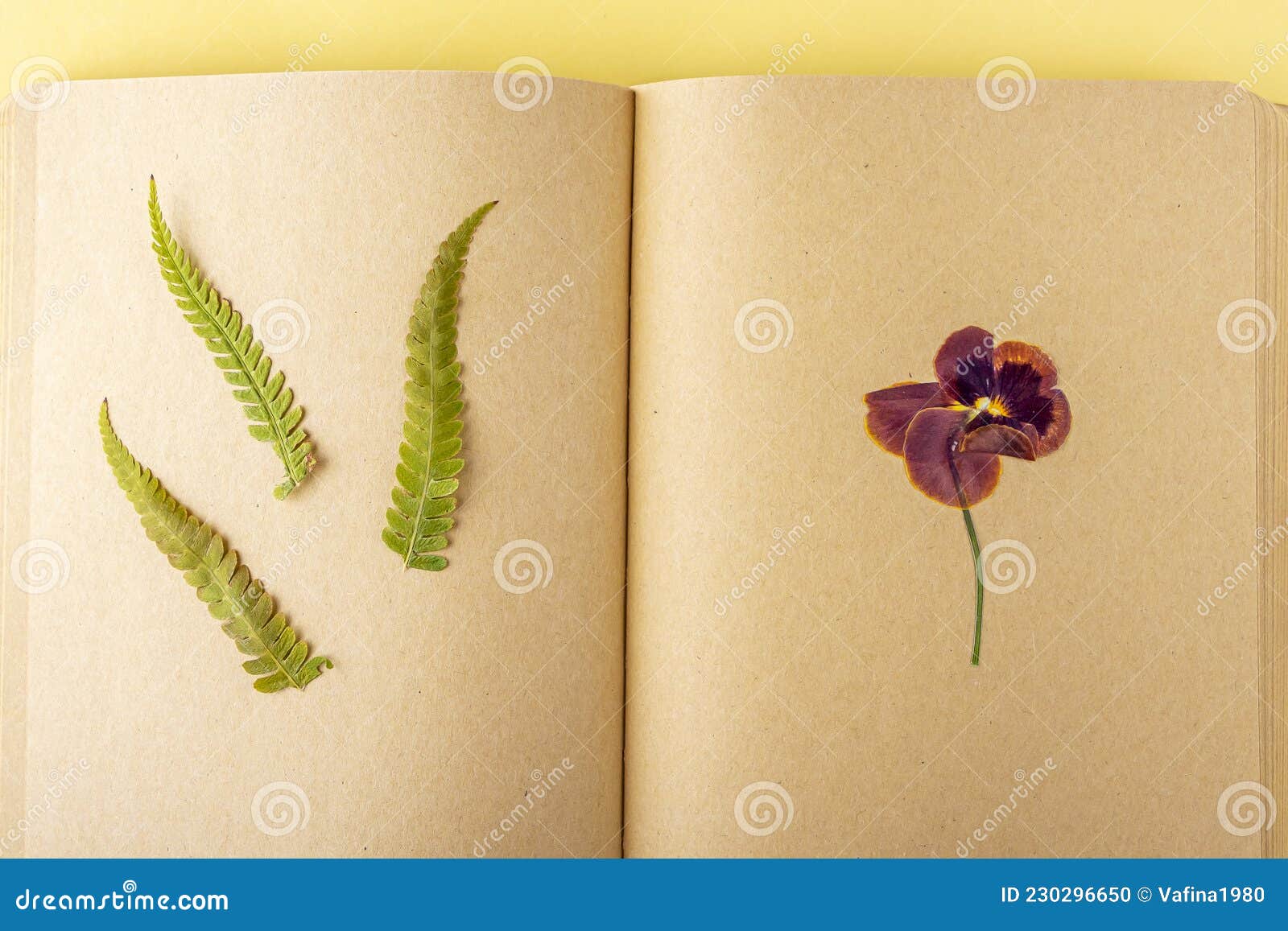 Herbario De Diversas Plantas Secas Prensadas Sobre Hojas De Cuaderno Herbático Vintage. Conjunto Botánico De Hierbas De Flores Sil Foto de archivo - Imagen de flores, follaje: 230296650 Herbario De Diversas Plantas Secas Prensadas Sobre Hojas De Cuaderno Herbático Vintage. Conjunto Botánico De Hierbas De Flores Sil Foto de archivo - Imagen de flores, follaje: 230296650