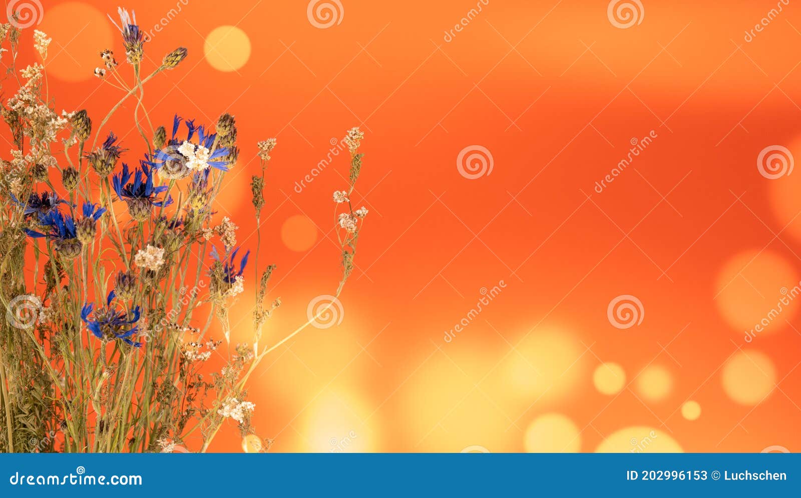Herbario De Flores Silvestres Muertas En Fondo Bokeh Imagen de archivo - Imagen de flores, medicinal: 202996153 Herbario De Flores Silvestres Muertas En Fondo Bokeh Imagen de archivo - Imagen de flores, medicinal: 202996153