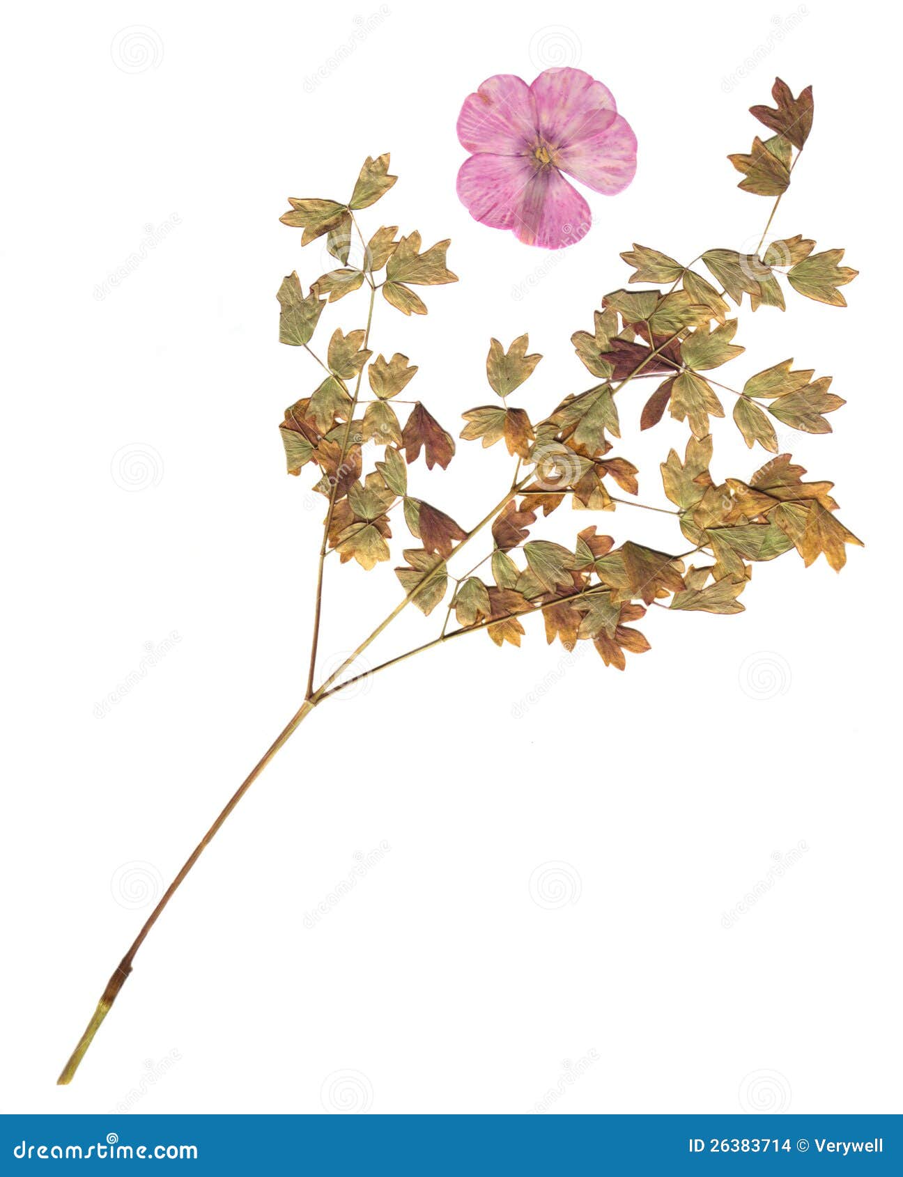 The herbarium stock photo. Image of cottage, white, botany 26383714