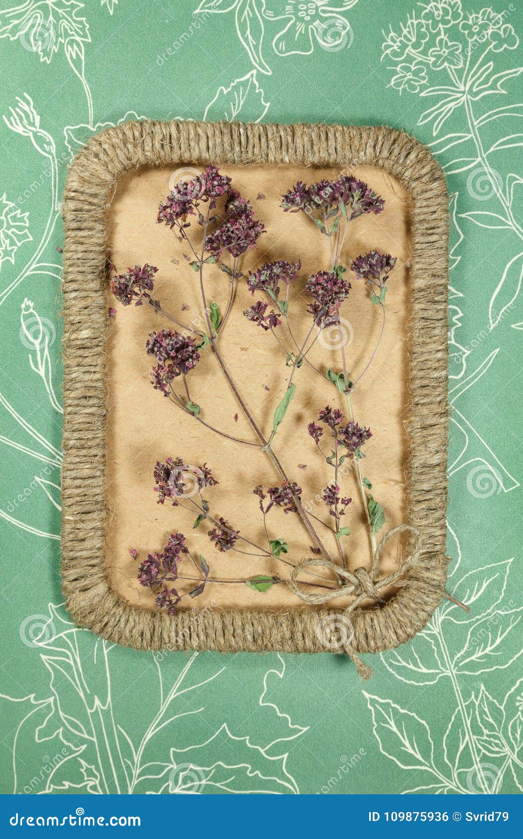 Herbarium. Oregano. Dry Plants. Scrapbooking. Stock Photo Image of decoction, herb 109875936