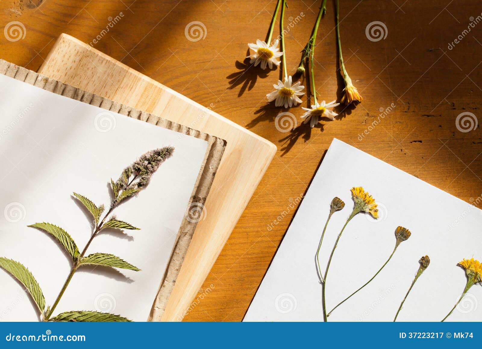 Herbarium stock image. Image of life, paper, herb, detail 37223217