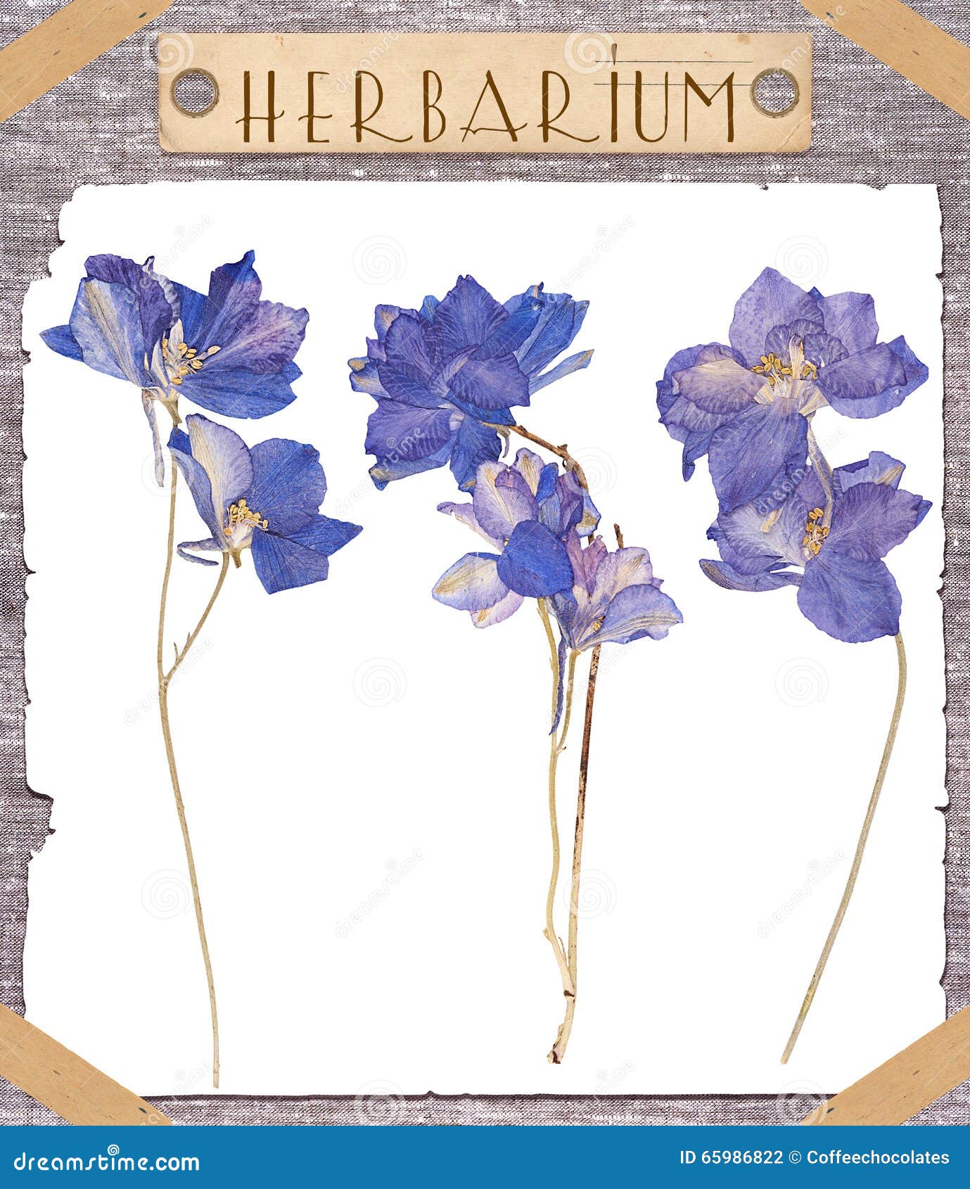 Herbarium Pressed Blue Flowers Stock Photo Image of flora, leaf 65986822