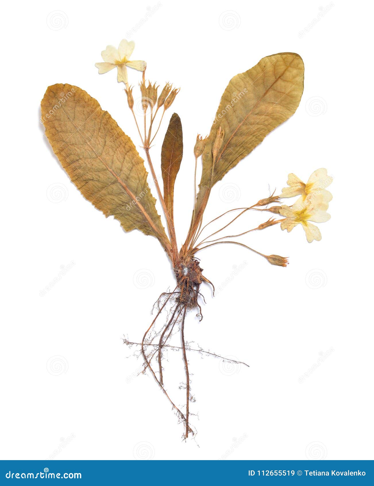 herbarium of primula pressed plant  on a white background