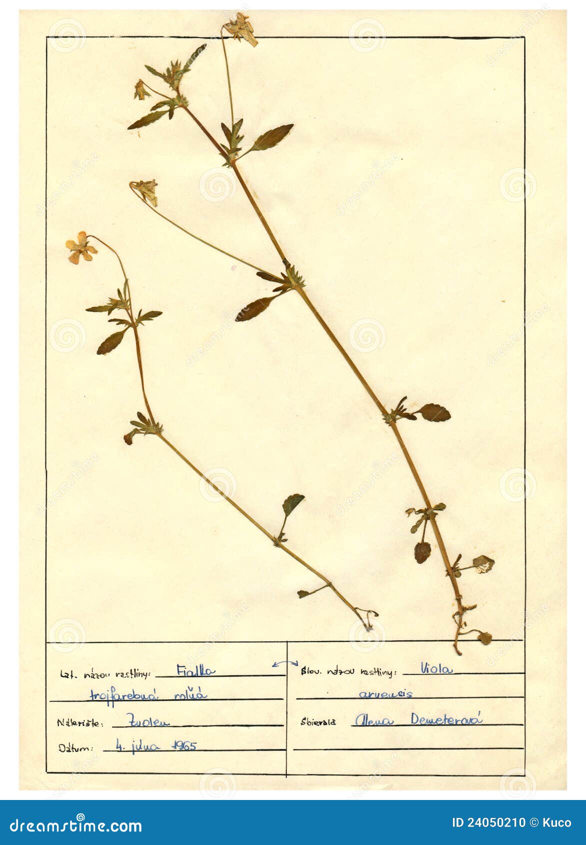 herbarium sheet - 2/30