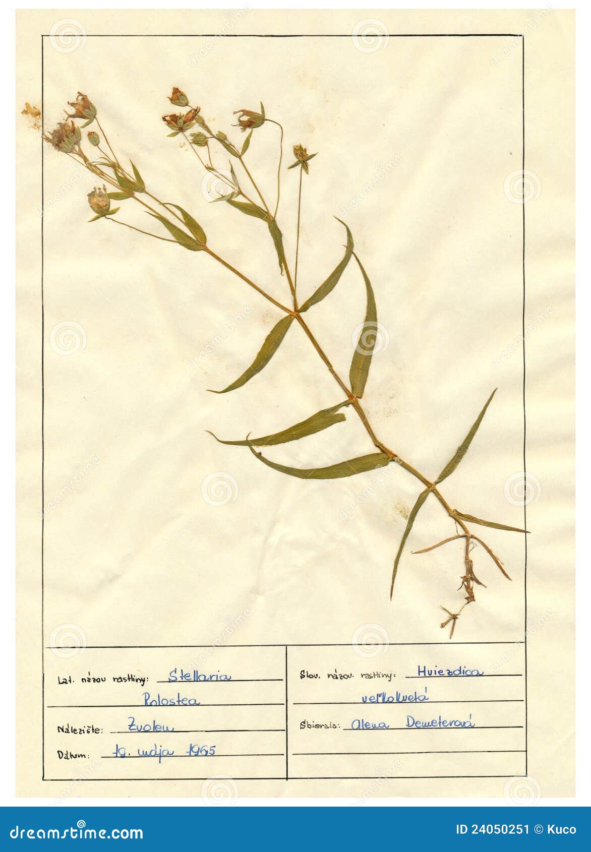 herbarium sheet - 5/30