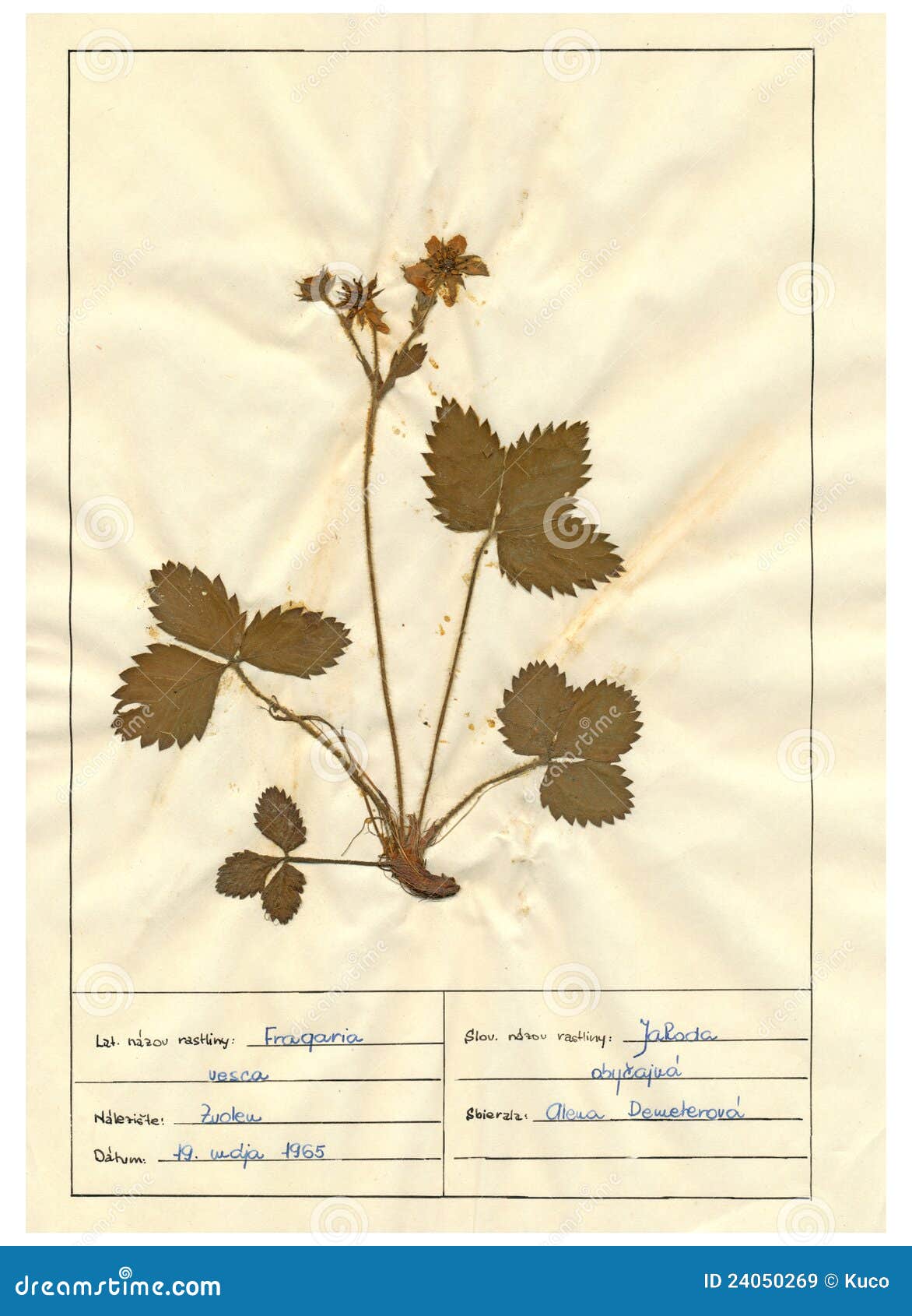 herbarium sheet - 6/30