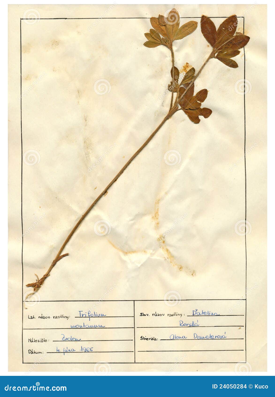 herbarium sheet - 7/30