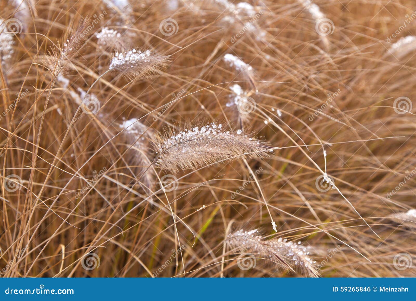 Herbe Congelée De Pampa Dans L'hiver Photo stock - Image du brun, tête:  59265846