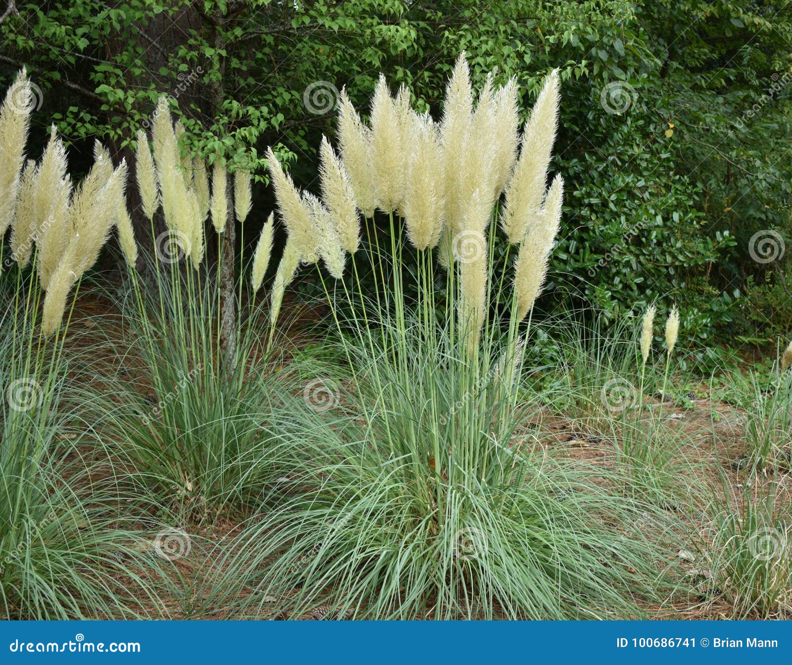 Herbe des pampas naine image stock. Image du famille - 100686741