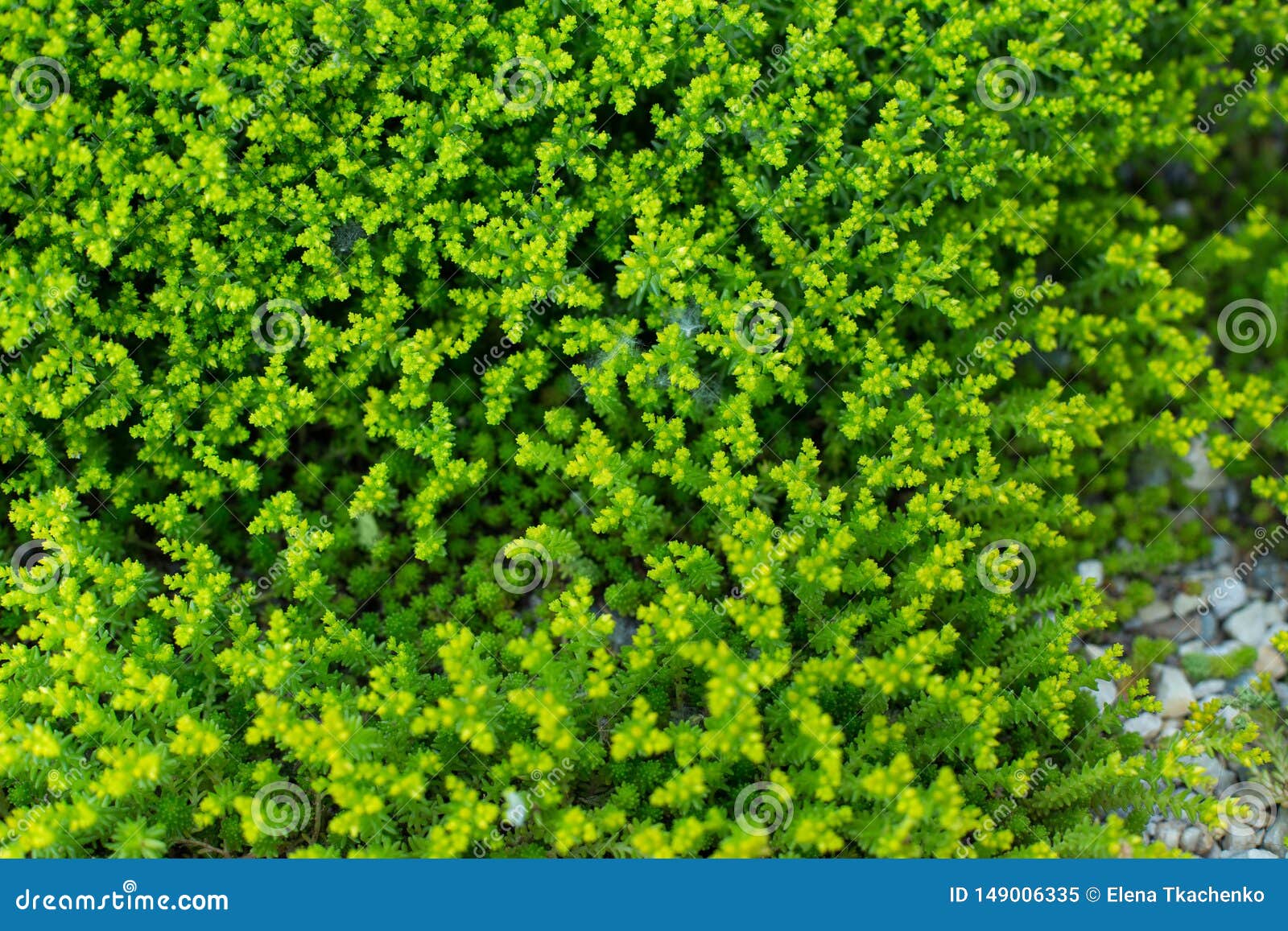 Herbe-mousse verte et vert clair comme texture