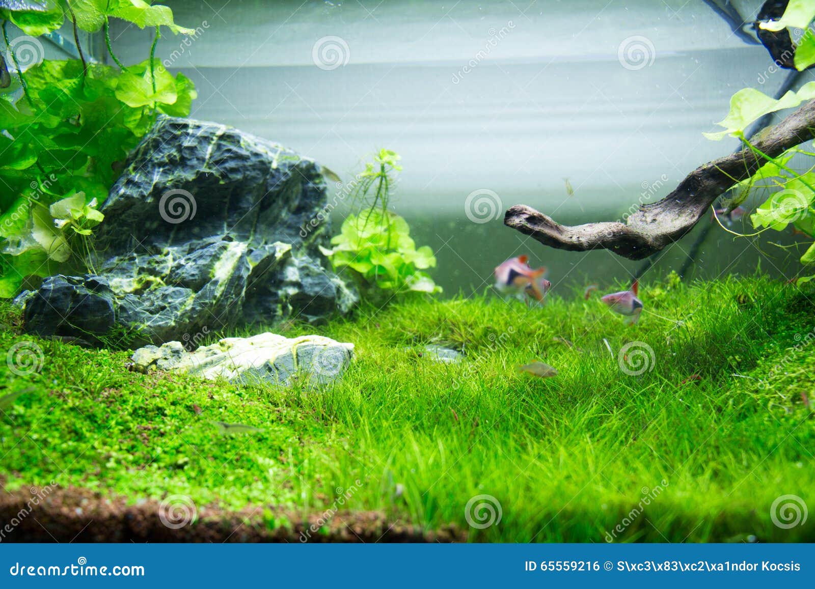 Herbe verte d'aquarium photo stock. Image du aquarium 65559216
