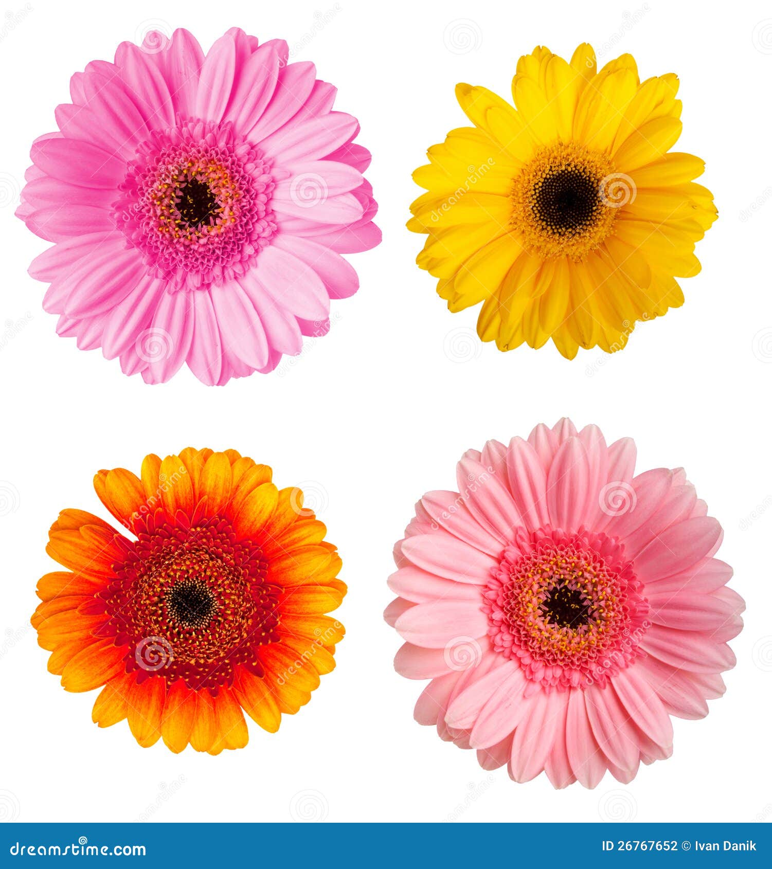 Four different color herberas over white background
