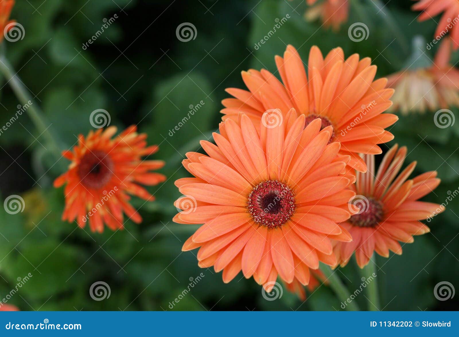 herbera daisy