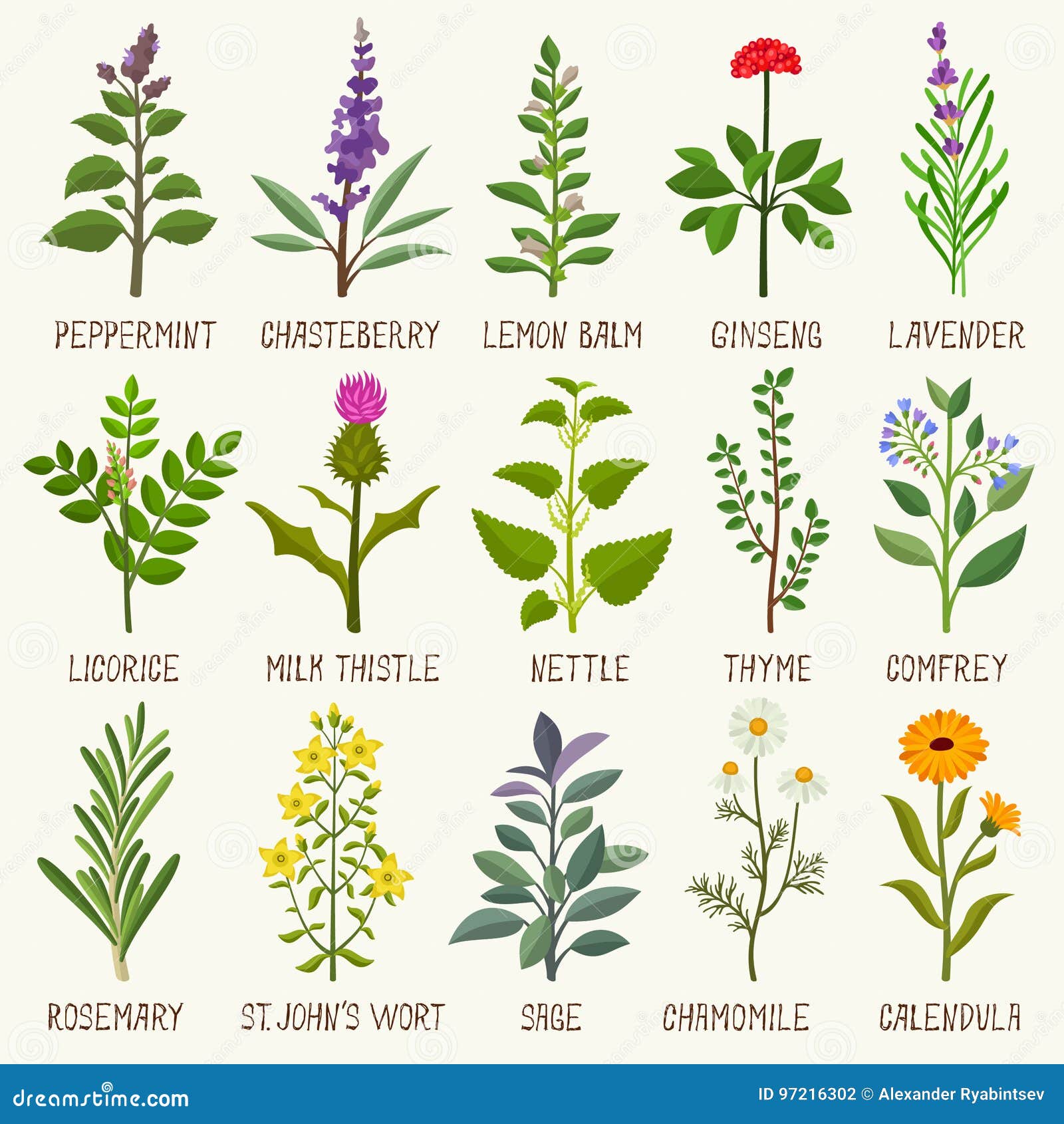 magical names of herbs magical names of herbs