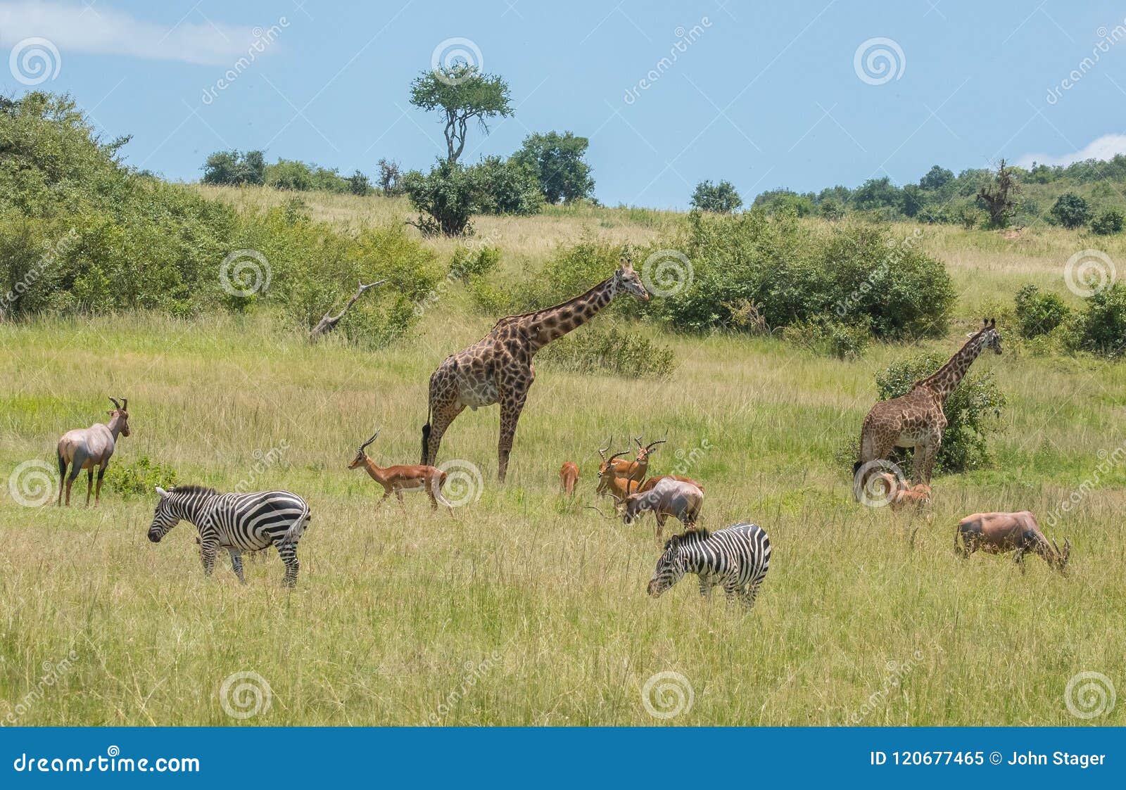 herbivores grazing in africa