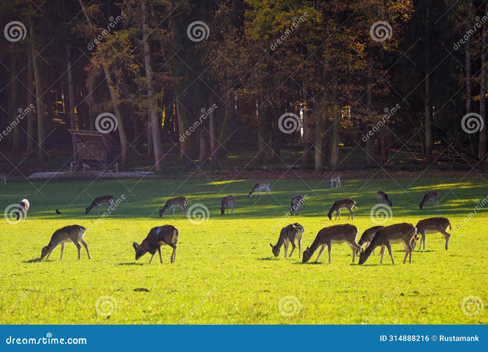 herbivores grazing in the meadow at the wildpark poing which is a wildlife park