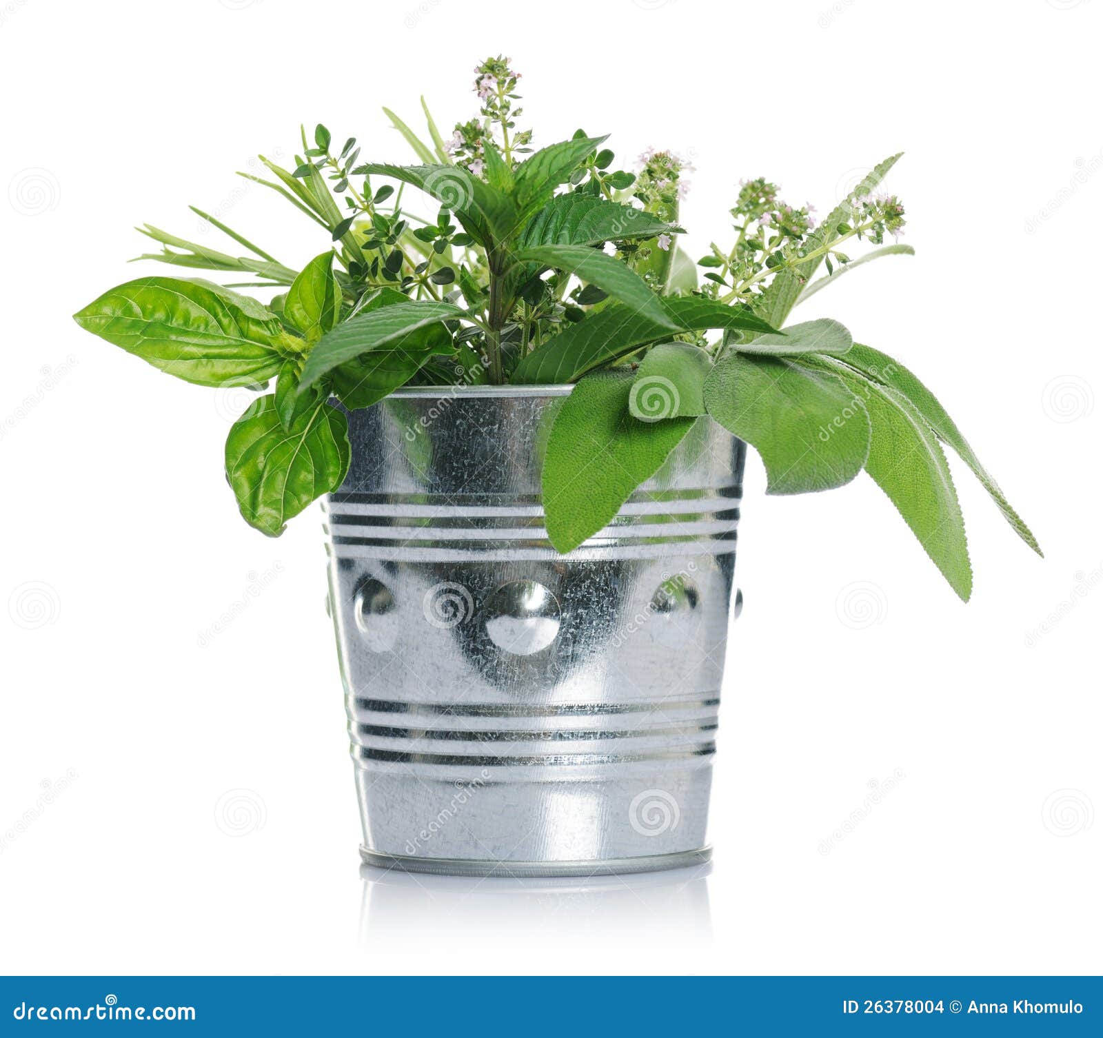Herbs stock photo. Image of nature, natural, herb, plant 26378004