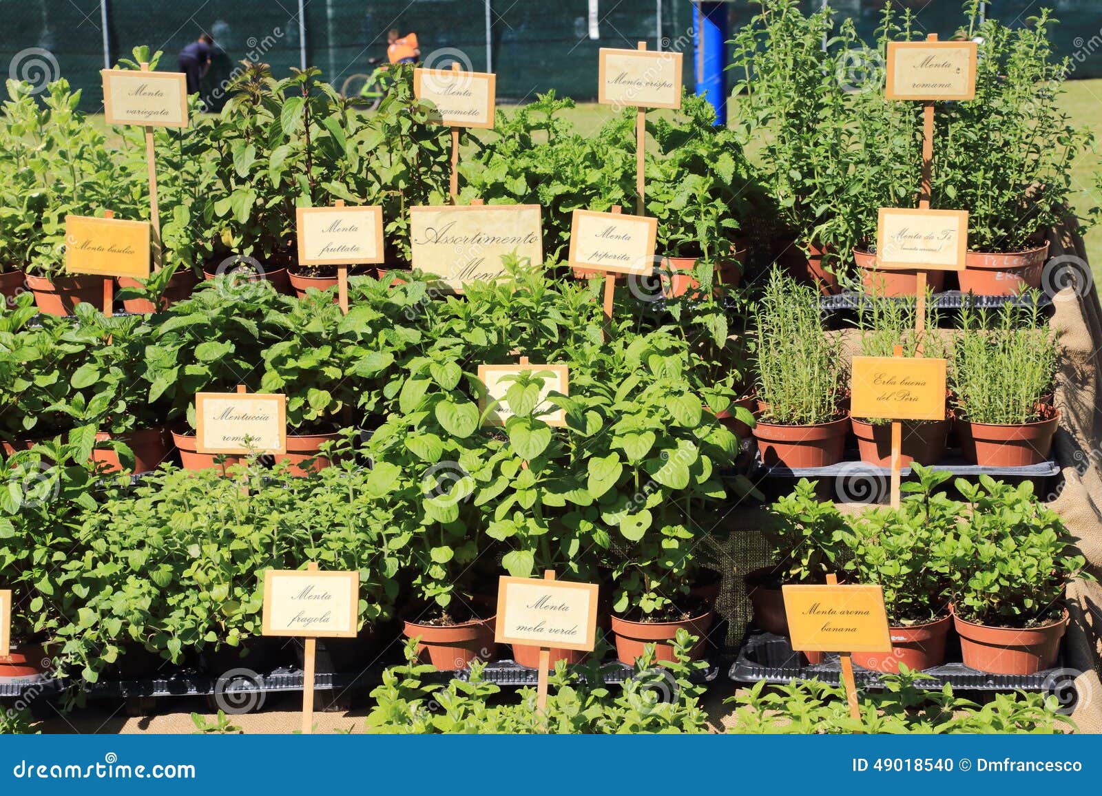 Herbs and aromatic spices stock photo. Image of colour ... Herbs and aromatic s
