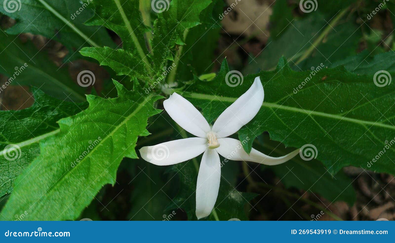 Kitolod Flower & X28;laurentia Longiflora& X29; Stock Image Image of