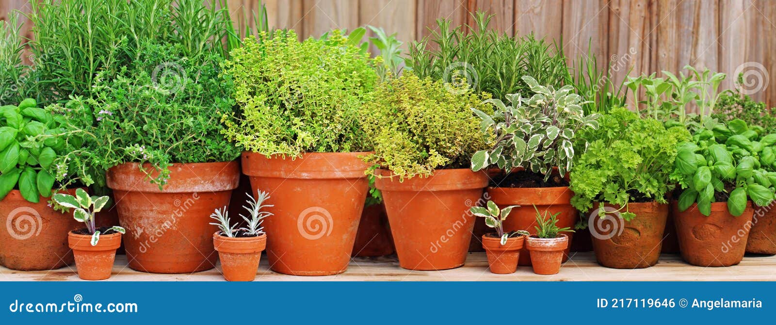 Herbs in Clay Pots stock photo. Image of ingredients 217119646