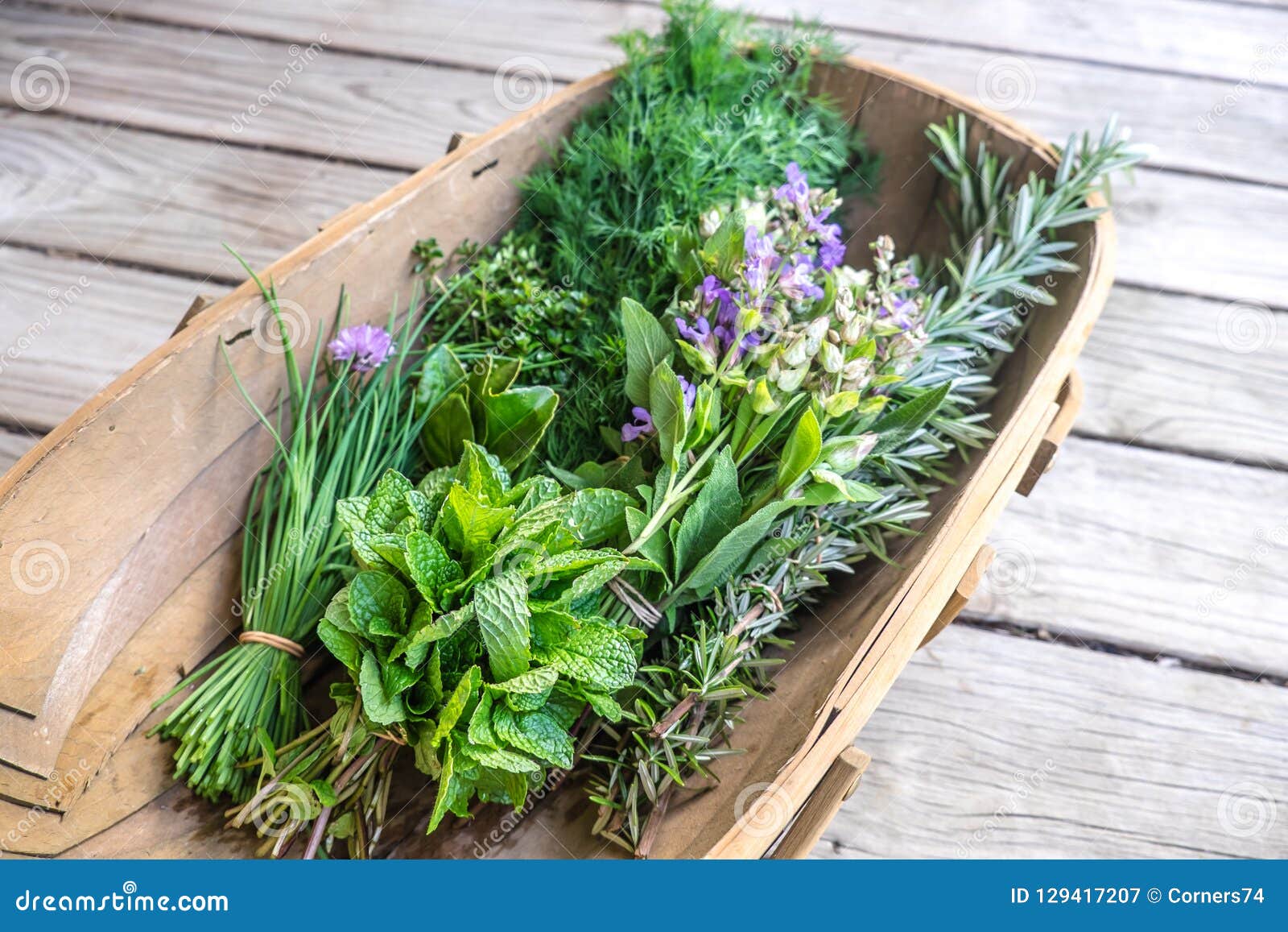 herbs fresh from kitchen garden in harvest basket: chives, mint, thyme, rosemary, dill, sage with edible purple flowers