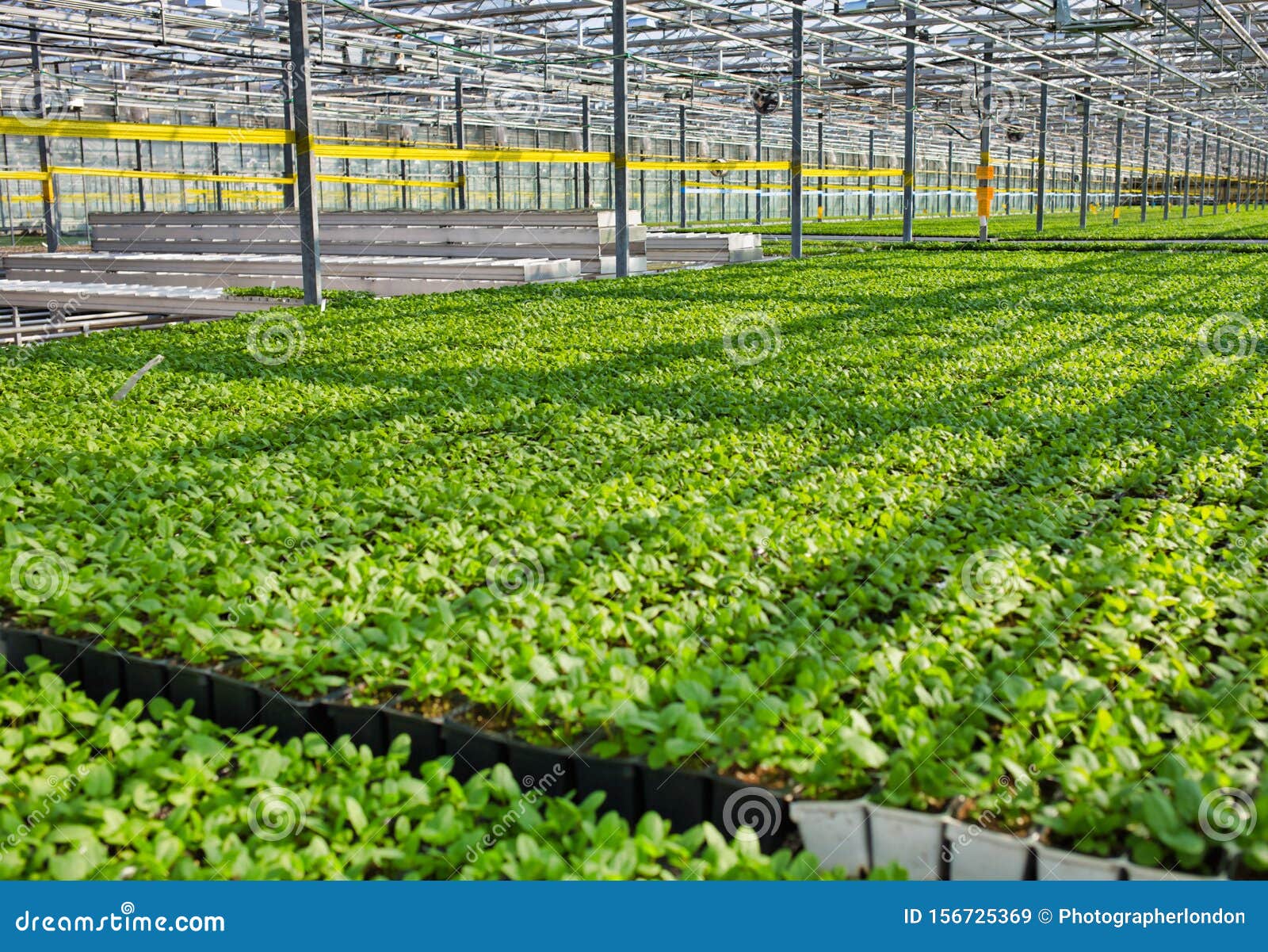 Herbs Growing in Greenhouse Stock Image Image of leaf, abundance