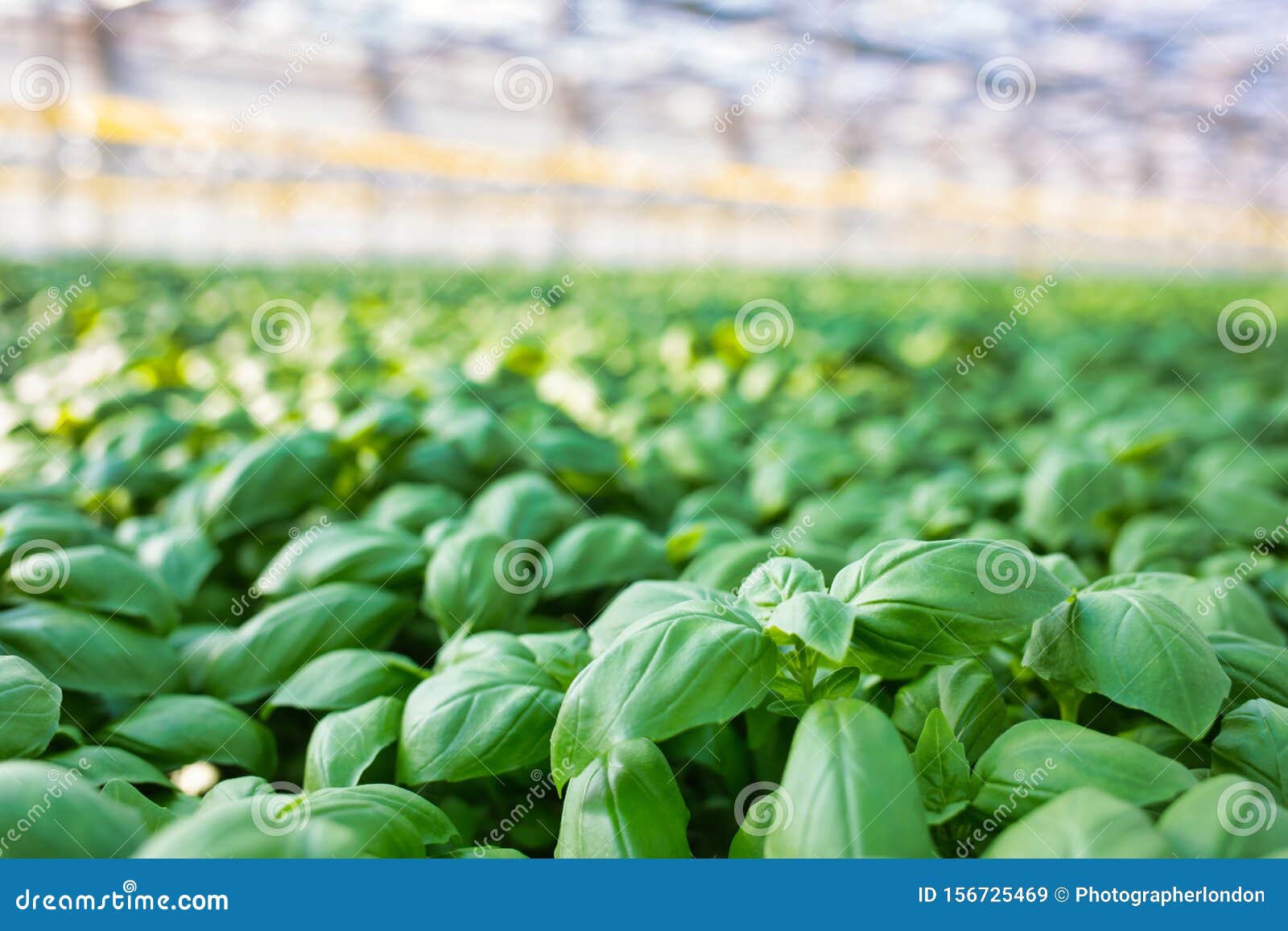 Herbs Growing in Greenhouse Stock Image Image of people, green 156725469