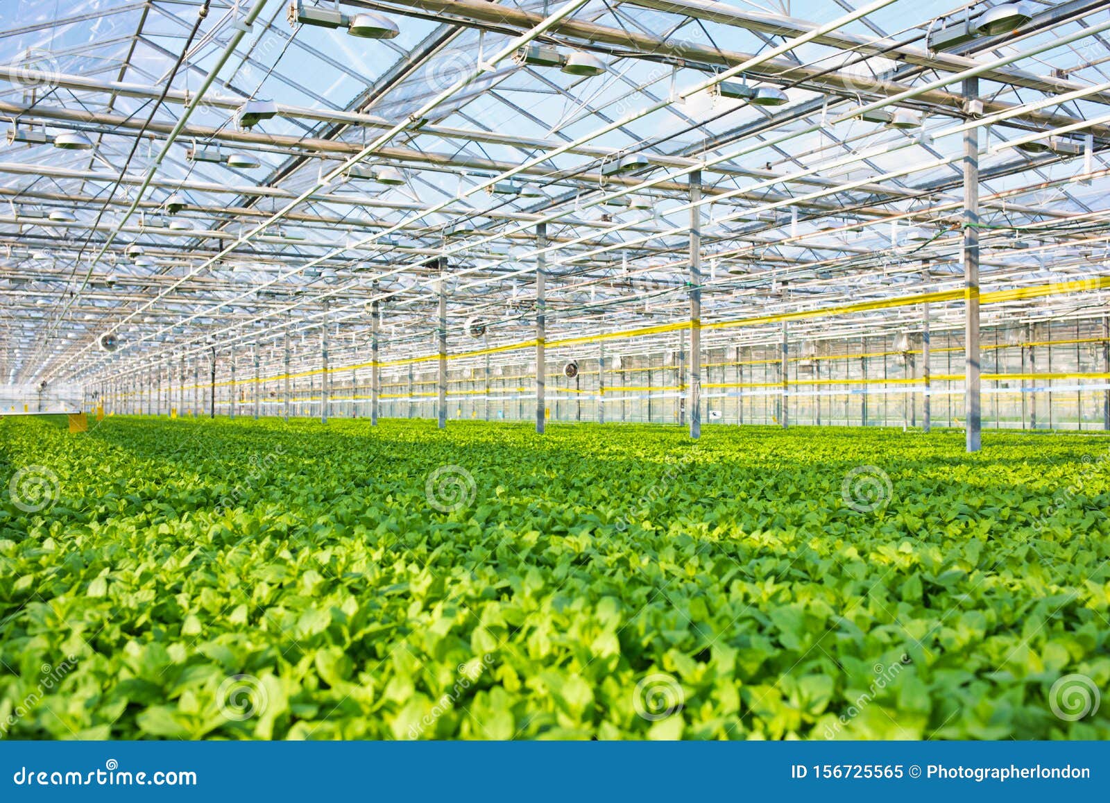 Herbs Growing in Greenhouse Stock Image Image of shadow, botany