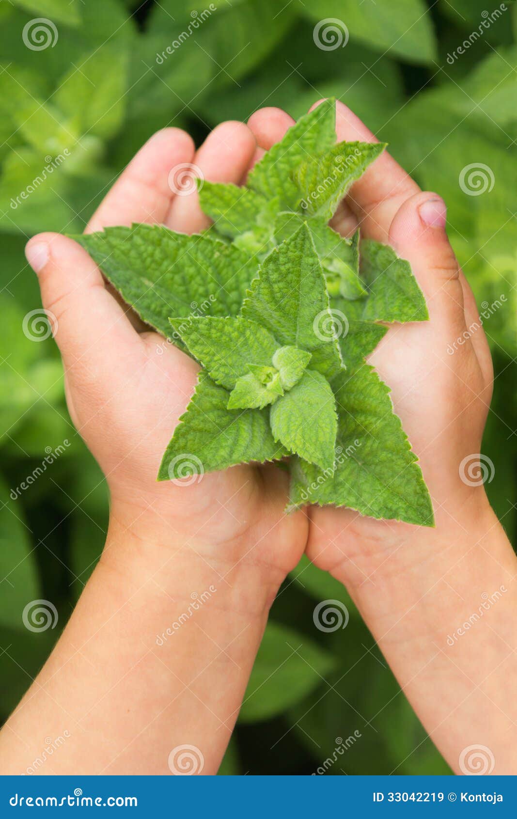 Herbs in hands stock image. Image of herb, child, fresh 33042219