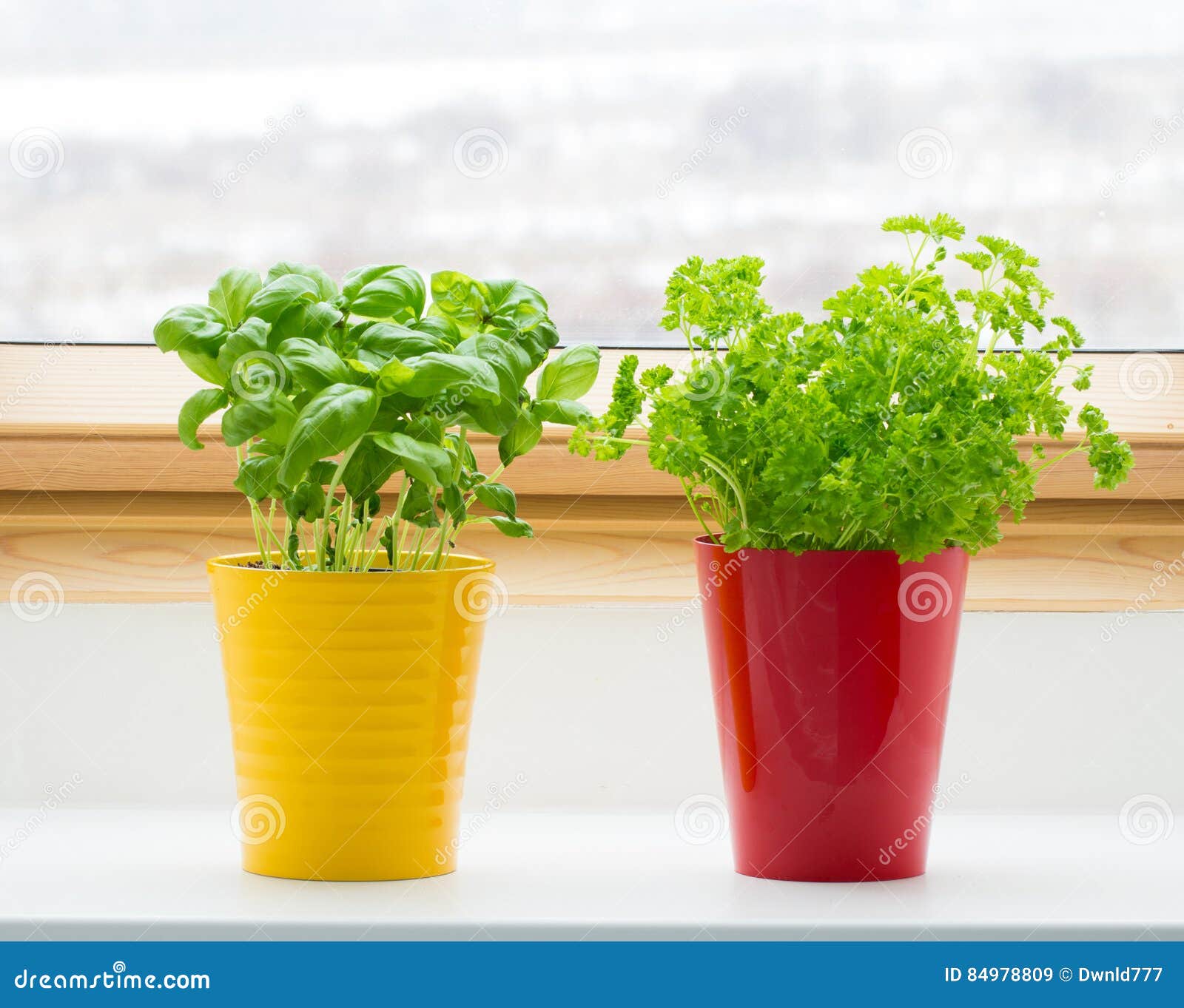 Herbs on kitchen window stock image. Image of fresh, herbal 84978809