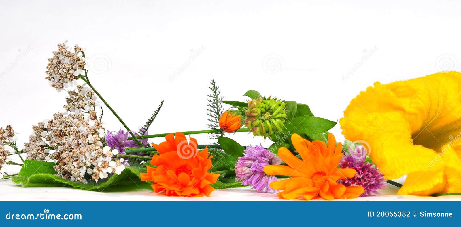 Herbs plants flowers stock photo. Image of health, leaves 20065382