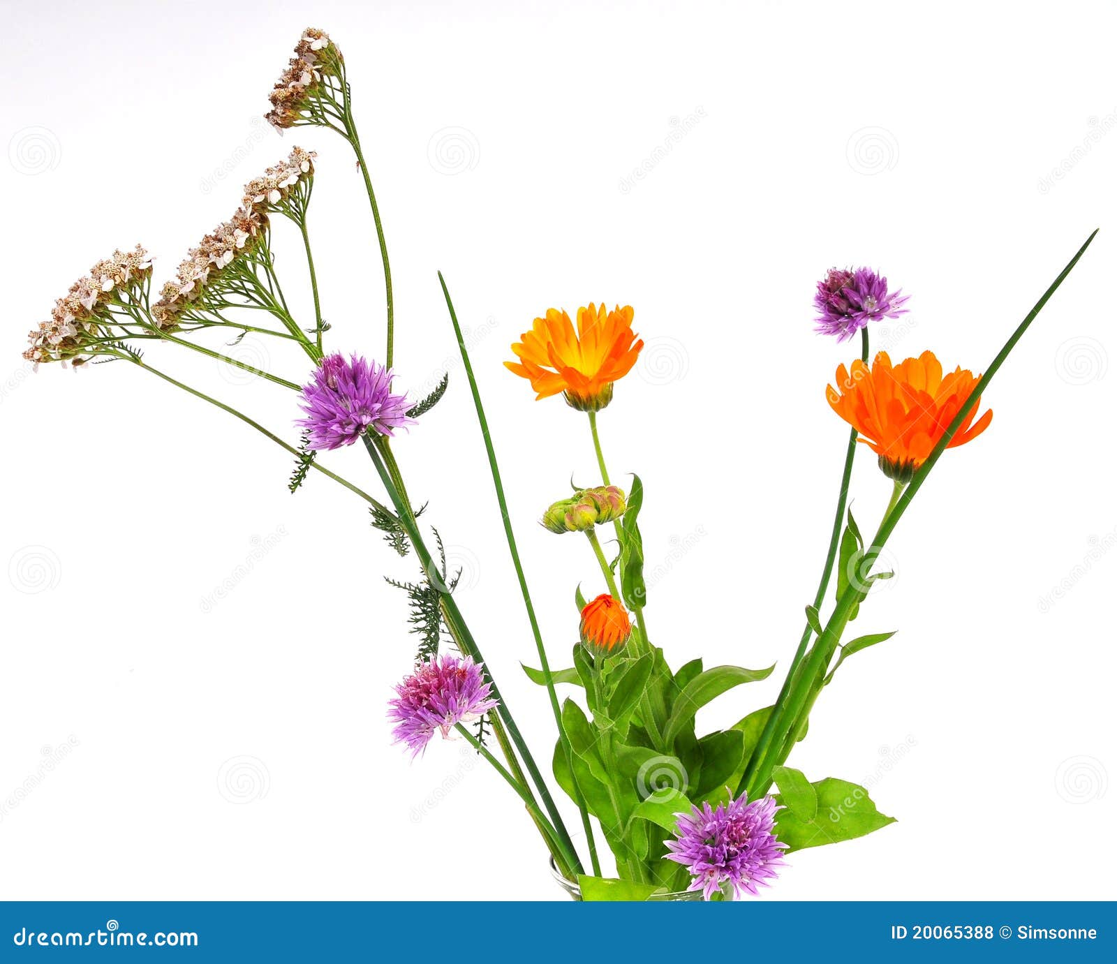 Herbs plants flowers stock photo. Image of healthy, hobbies 20065388